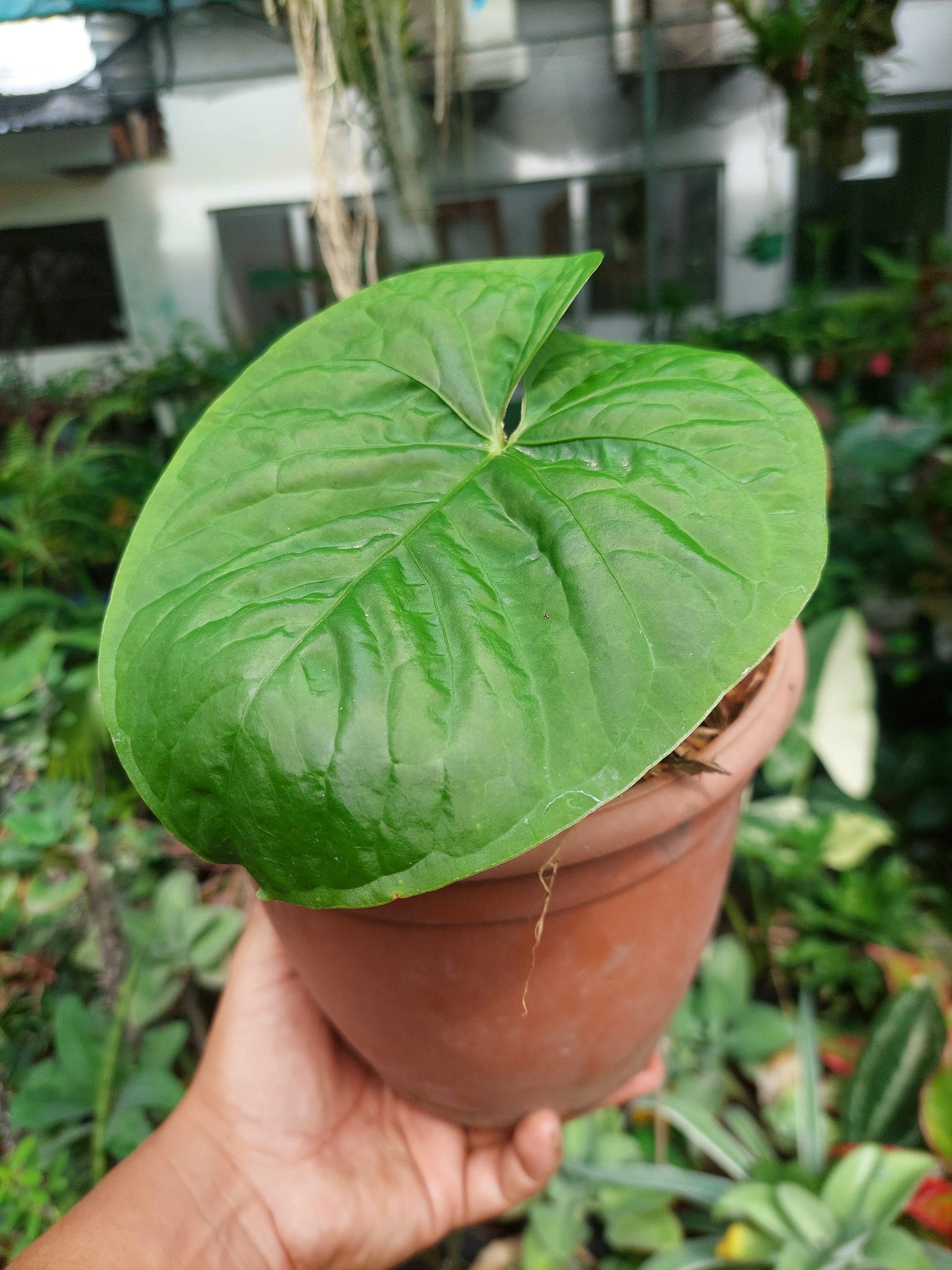 Anthurium sp. "Kunayala Glow" Wild Ecotype Pure Specie (EXACT PLANT)