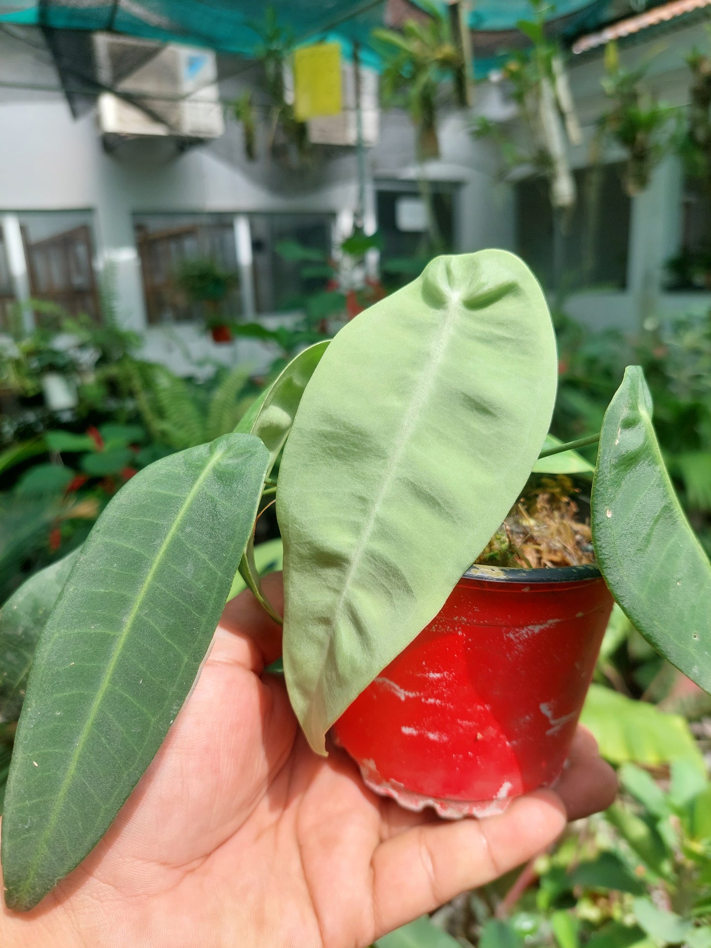 Anthurium sp. "Little Ghost" (EXACT PLANT)