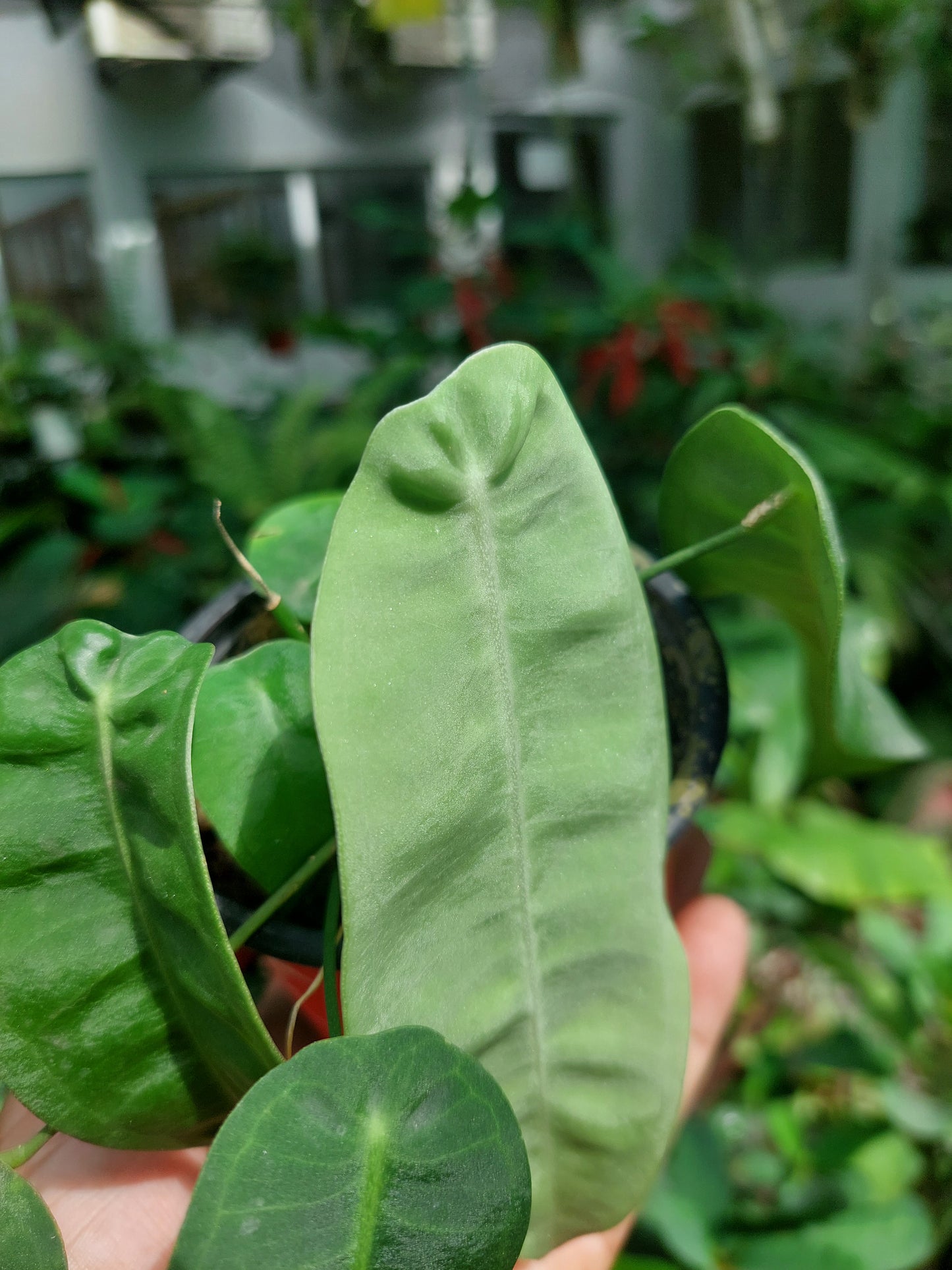 Anthurium sp. "Little Ghost" (EXACT PLANT)