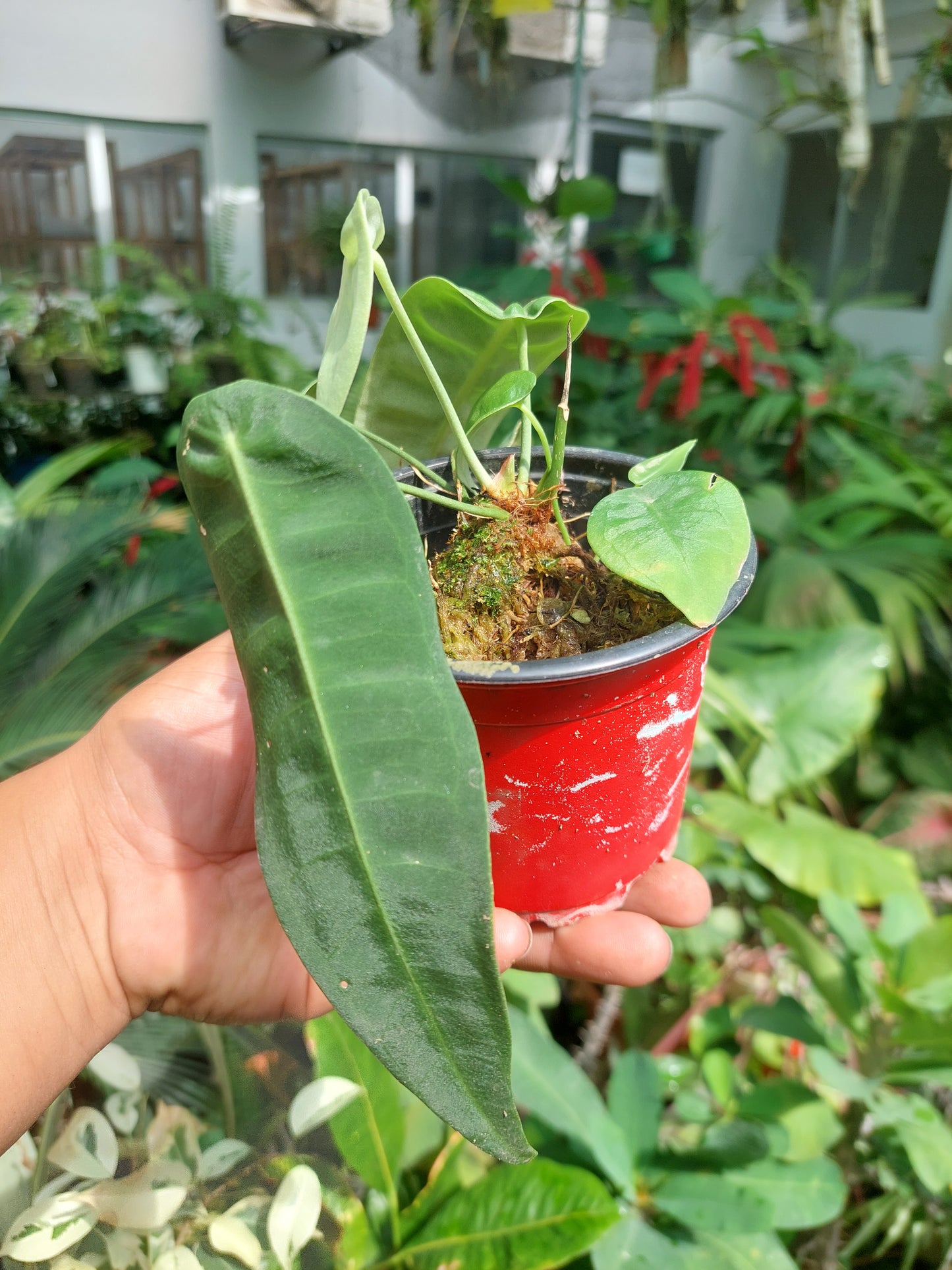 Anthurium sp. "Little Ghost" (EXACT PLANT)