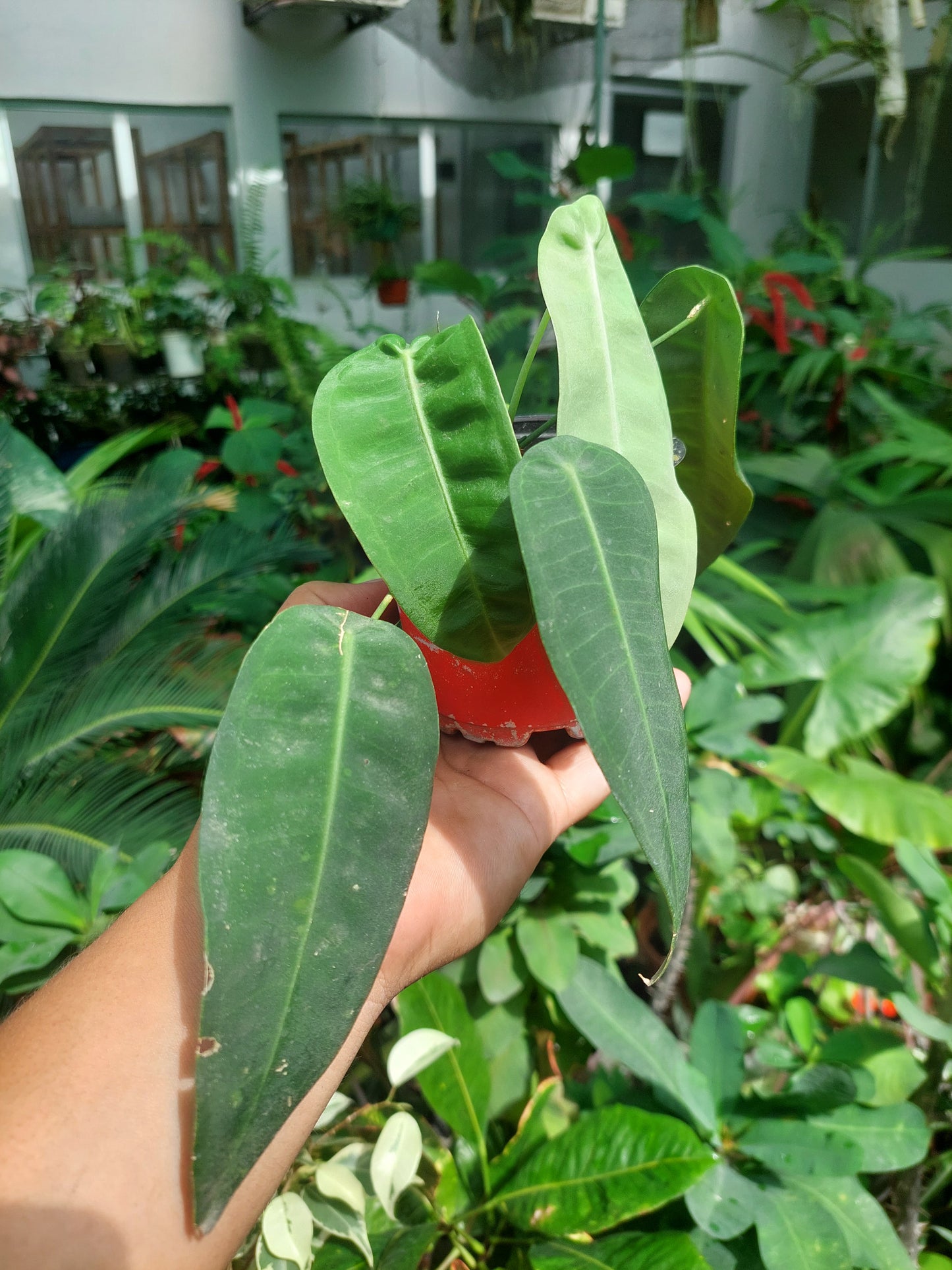 Anthurium sp. "Little Ghost" (EXACT PLANT)