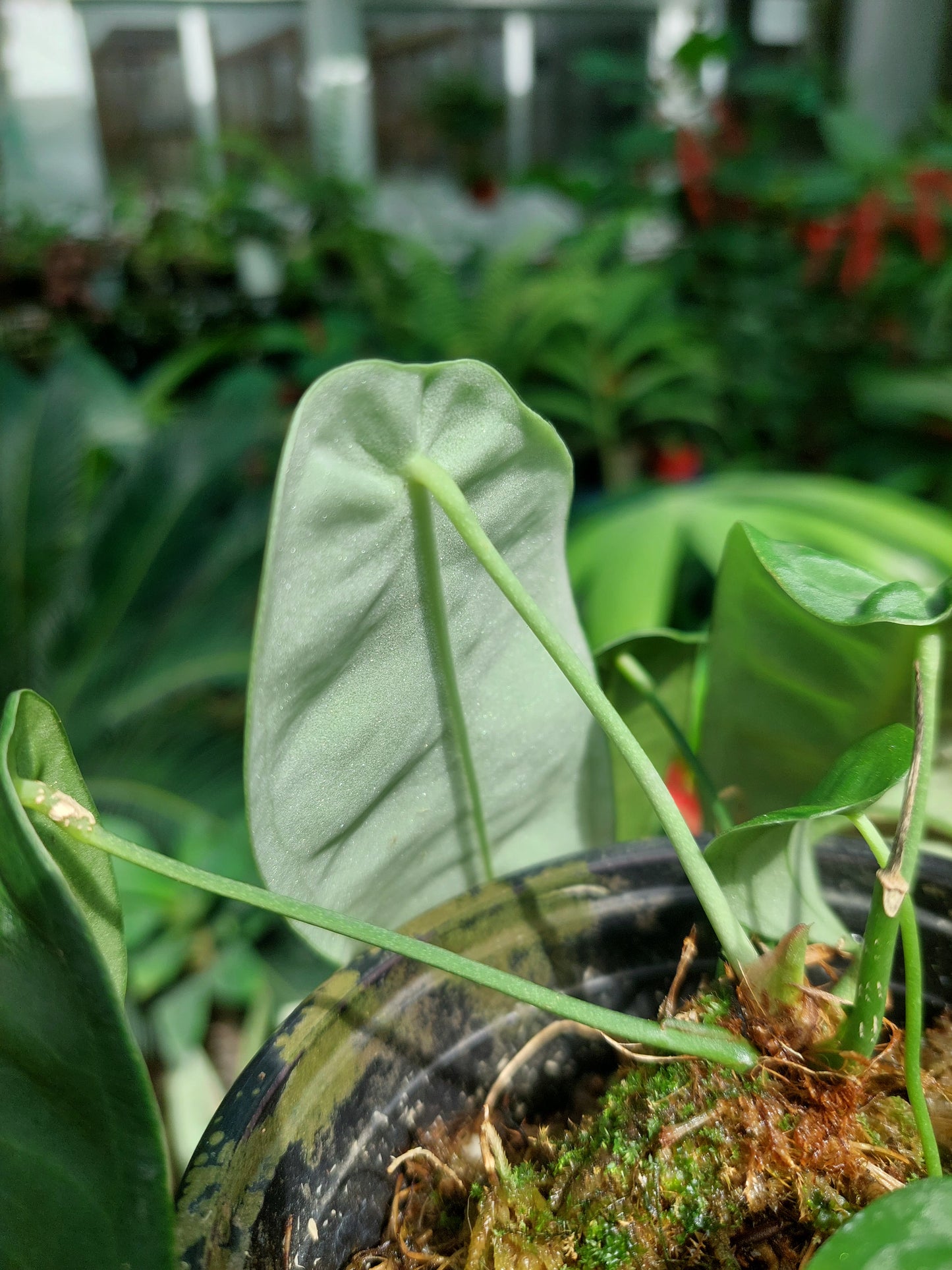 Anthurium sp. "Little Ghost" (EXACT PLANT)