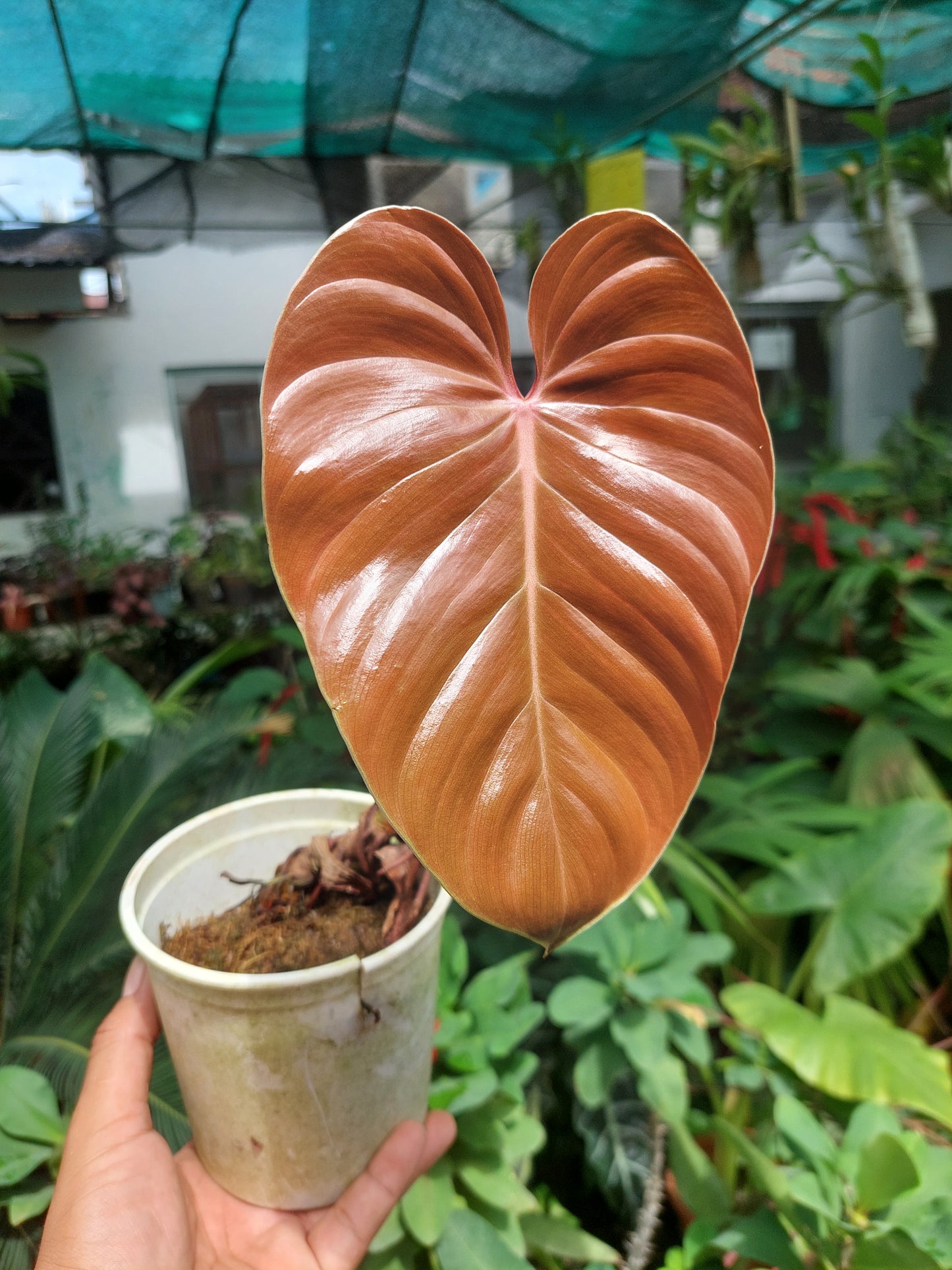 Philodendron Lynamii Wild Ecotype (EXACT PLANT)