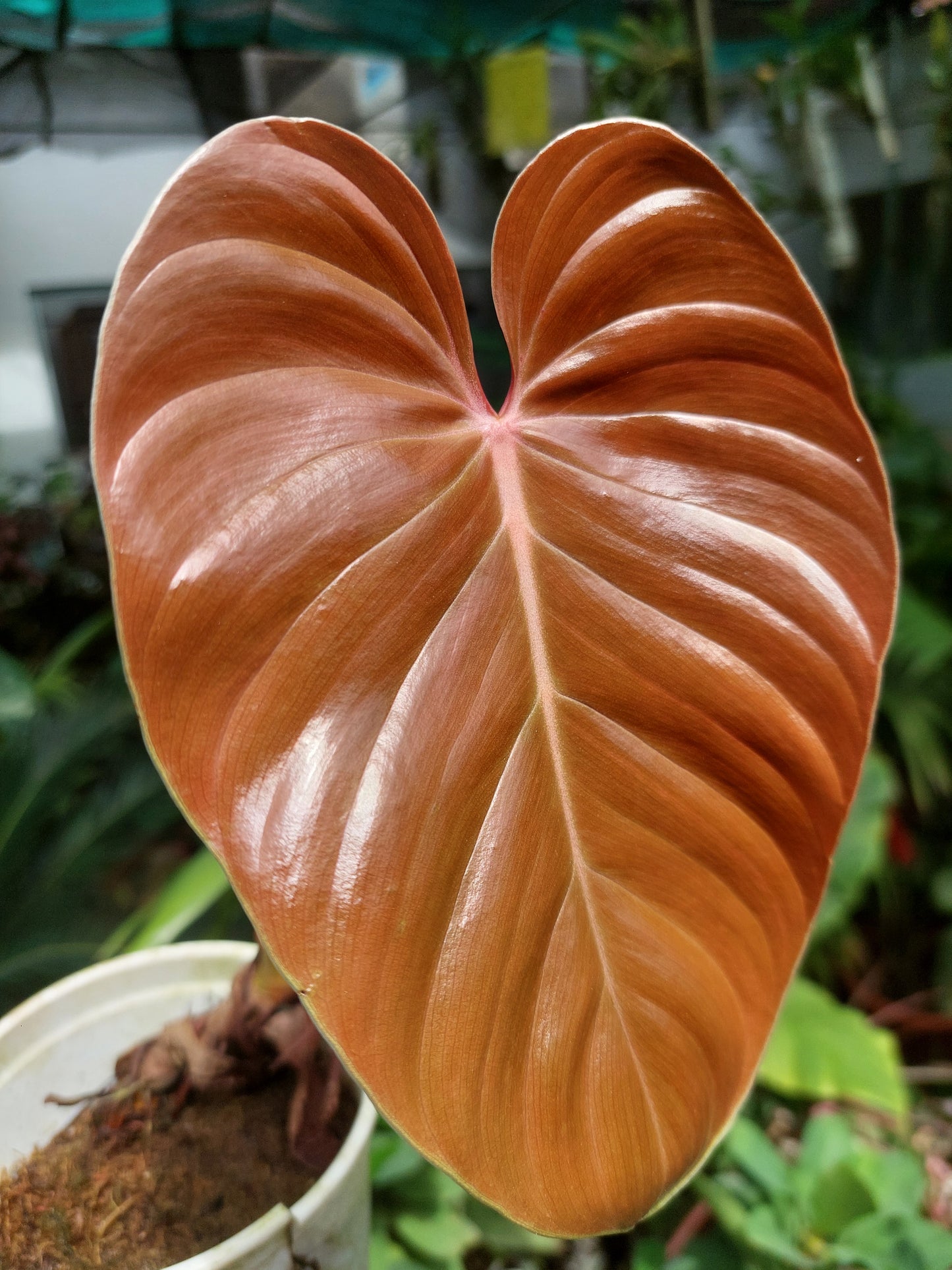 Philodendron Lynamii Wild Ecotype (EXACT PLANT)