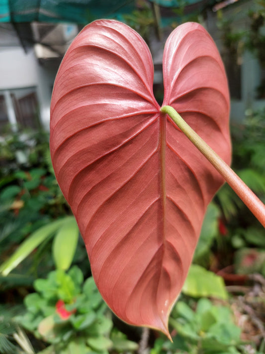 Philodendron Lynamii Wild Ecotype (EXACT PLANT)