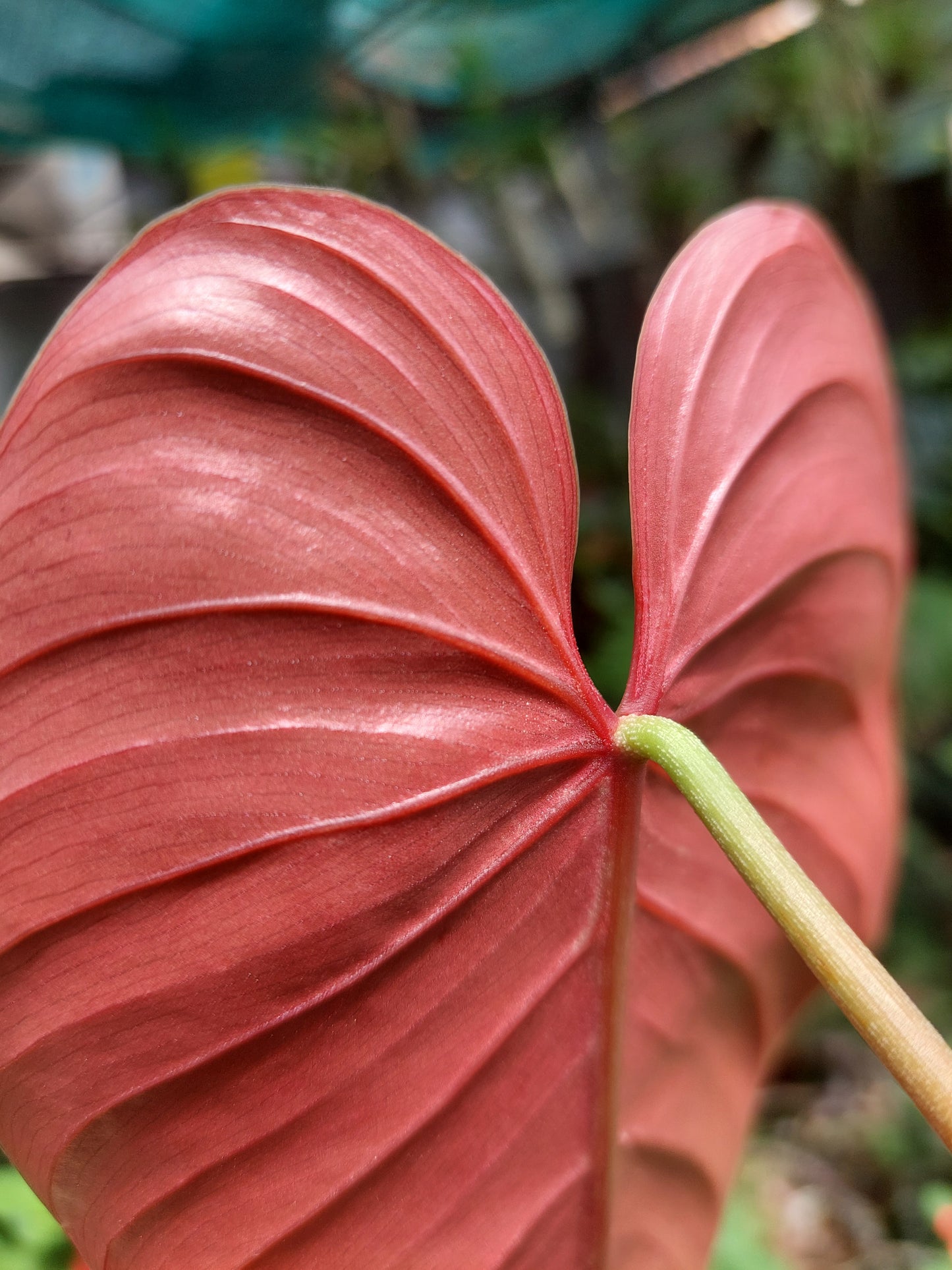 Philodendron Lynamii Wild Ecotype (EXACT PLANT)