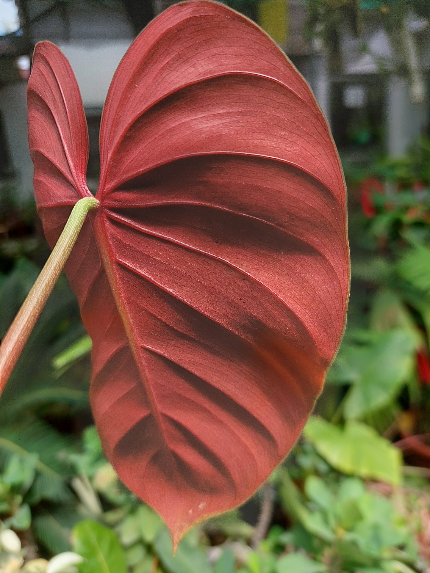 Philodendron Lynamii Wild Ecotype (EXACT PLANT)