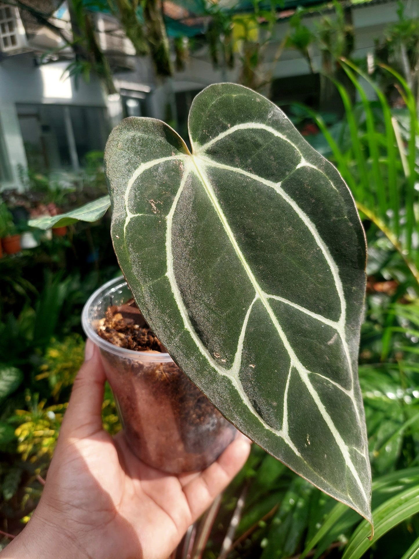 Anthurium Carlablackiae SLIM type 2 Leaves Wild Ecotype  (EXACT PLANT)