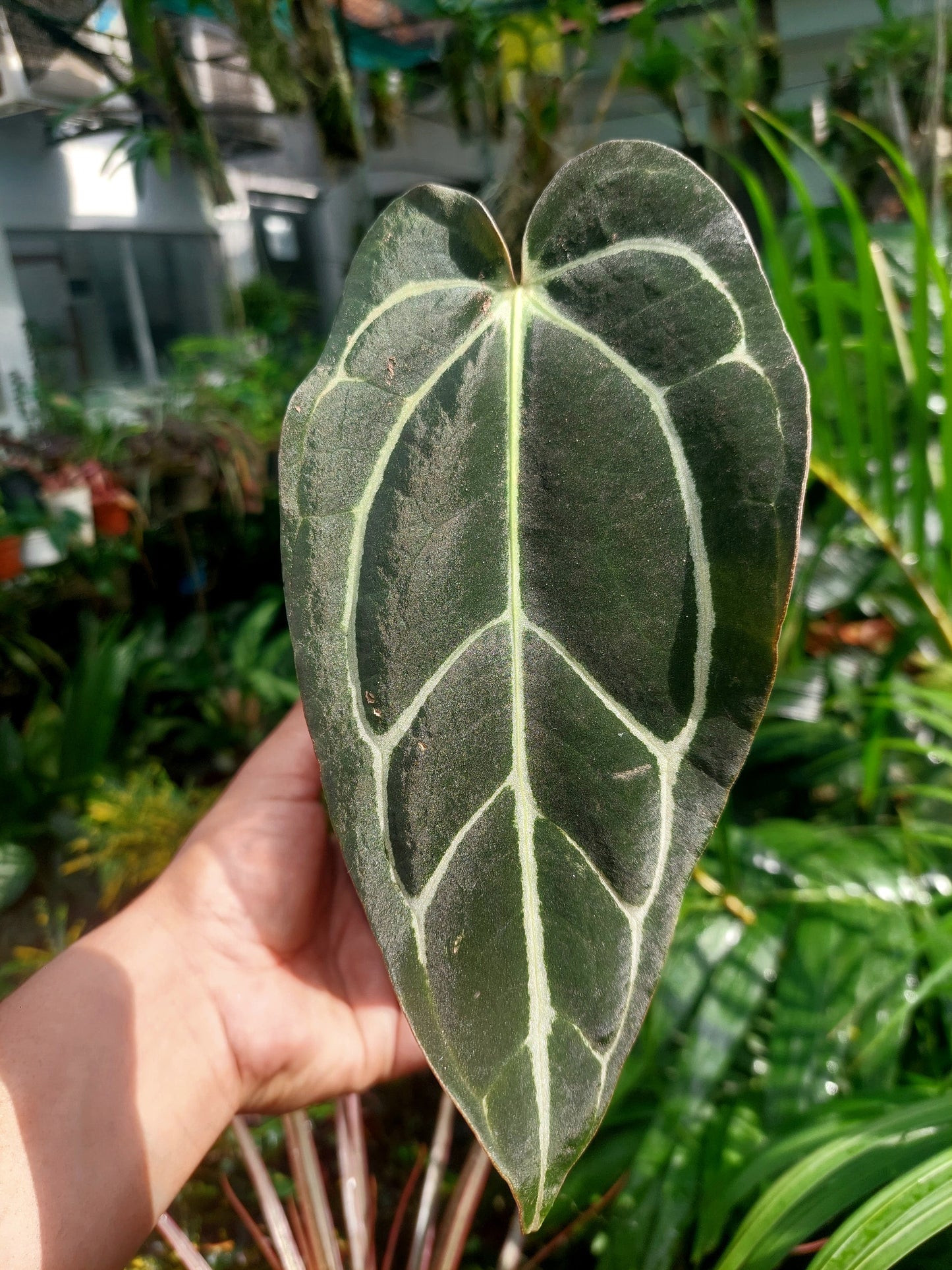 Anthurium Carlablackiae SLIM type 2 Leaves Wild Ecotype  (EXACT PLANT)