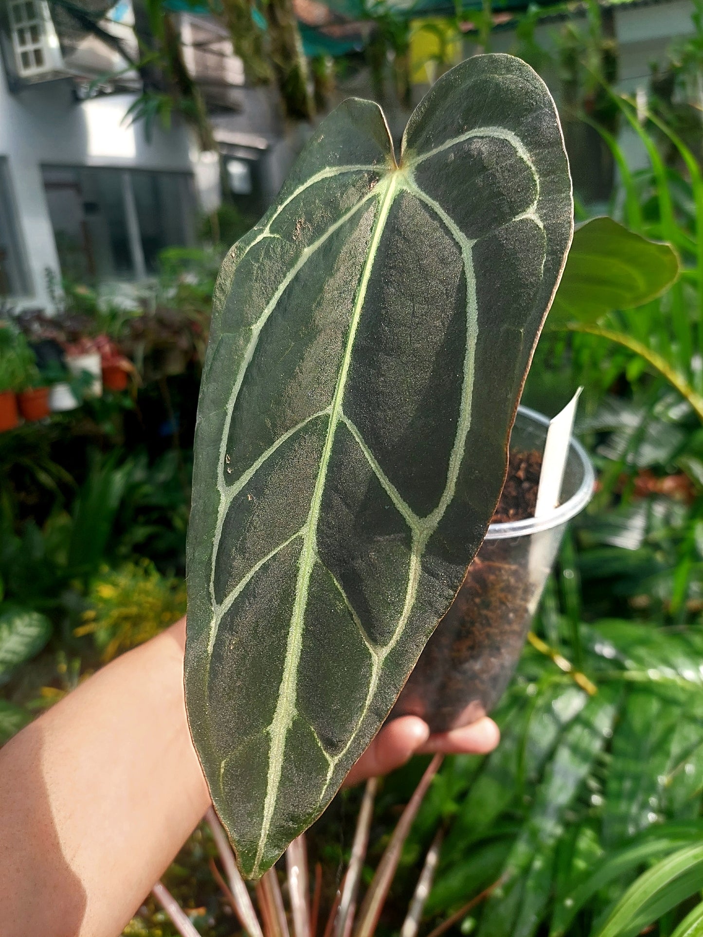 Anthurium Carlablackiae SLIM type 2 Leaves Wild Ecotype  (EXACT PLANT)