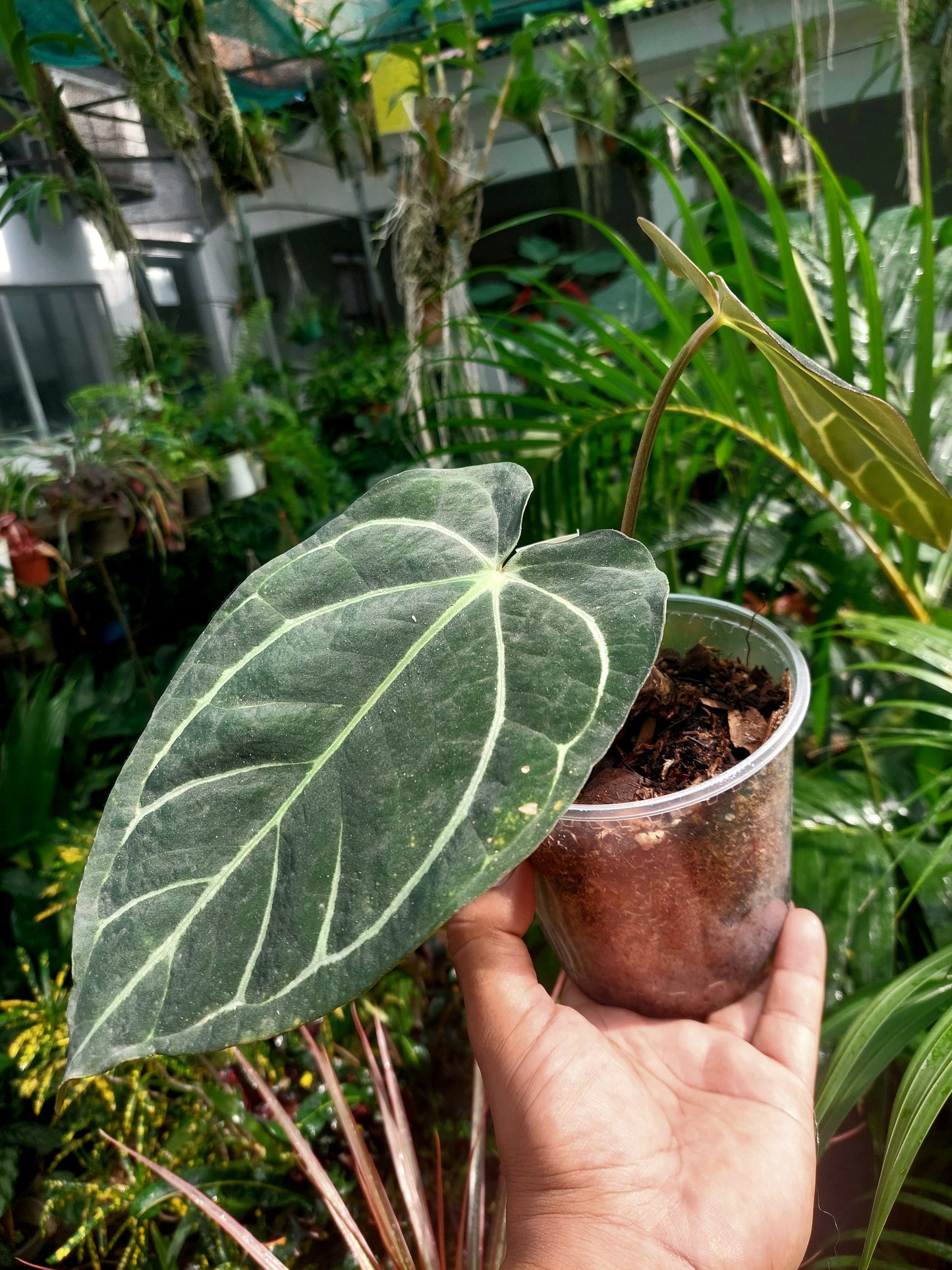 Anthurium Carlablackiae SLIM type 2 Leaves Wild Ecotype  (EXACT PLANT)