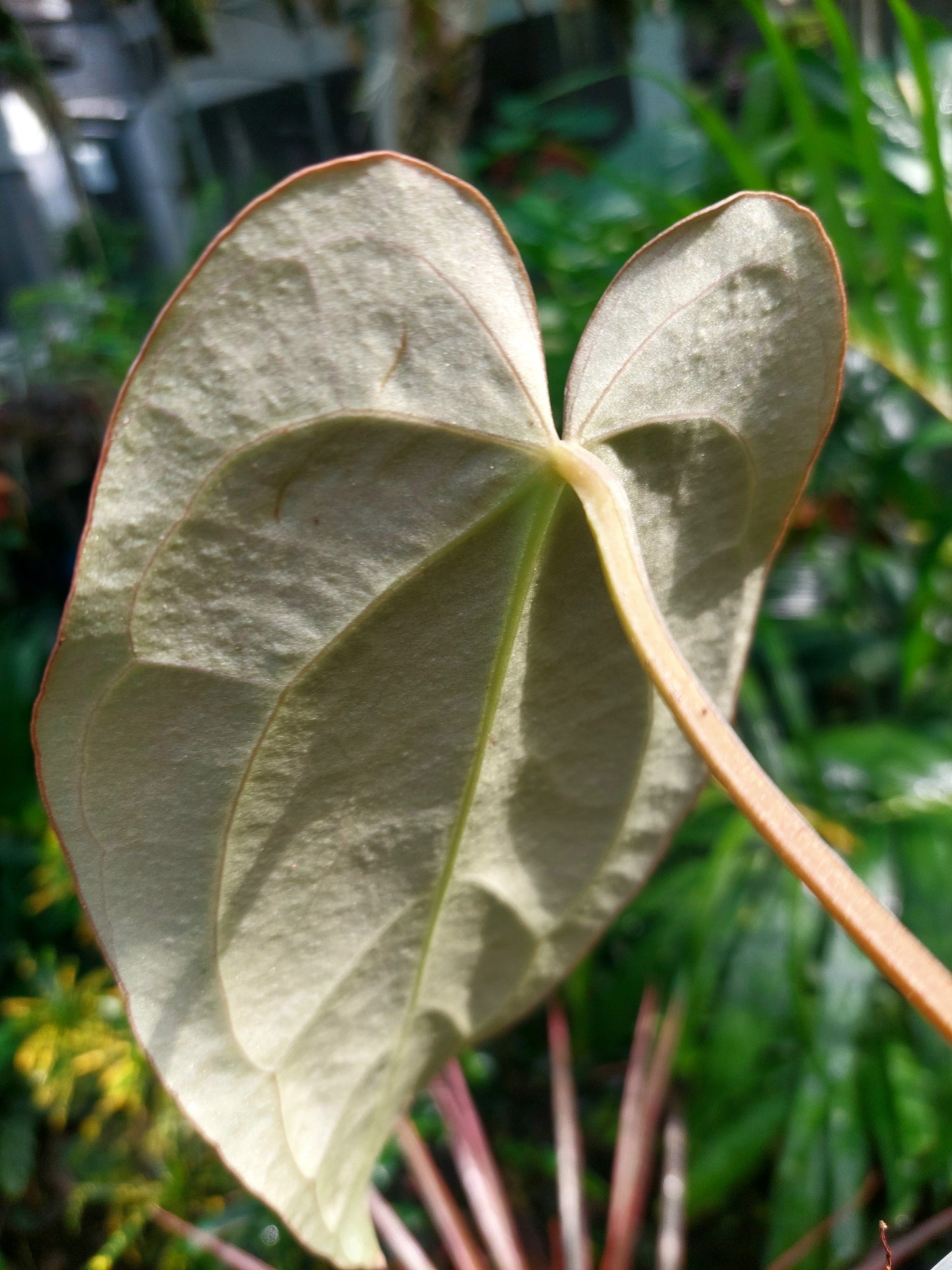 Anthurium Carlablackiae SLIM type 2 Leaves Wild Ecotype  (EXACT PLANT)