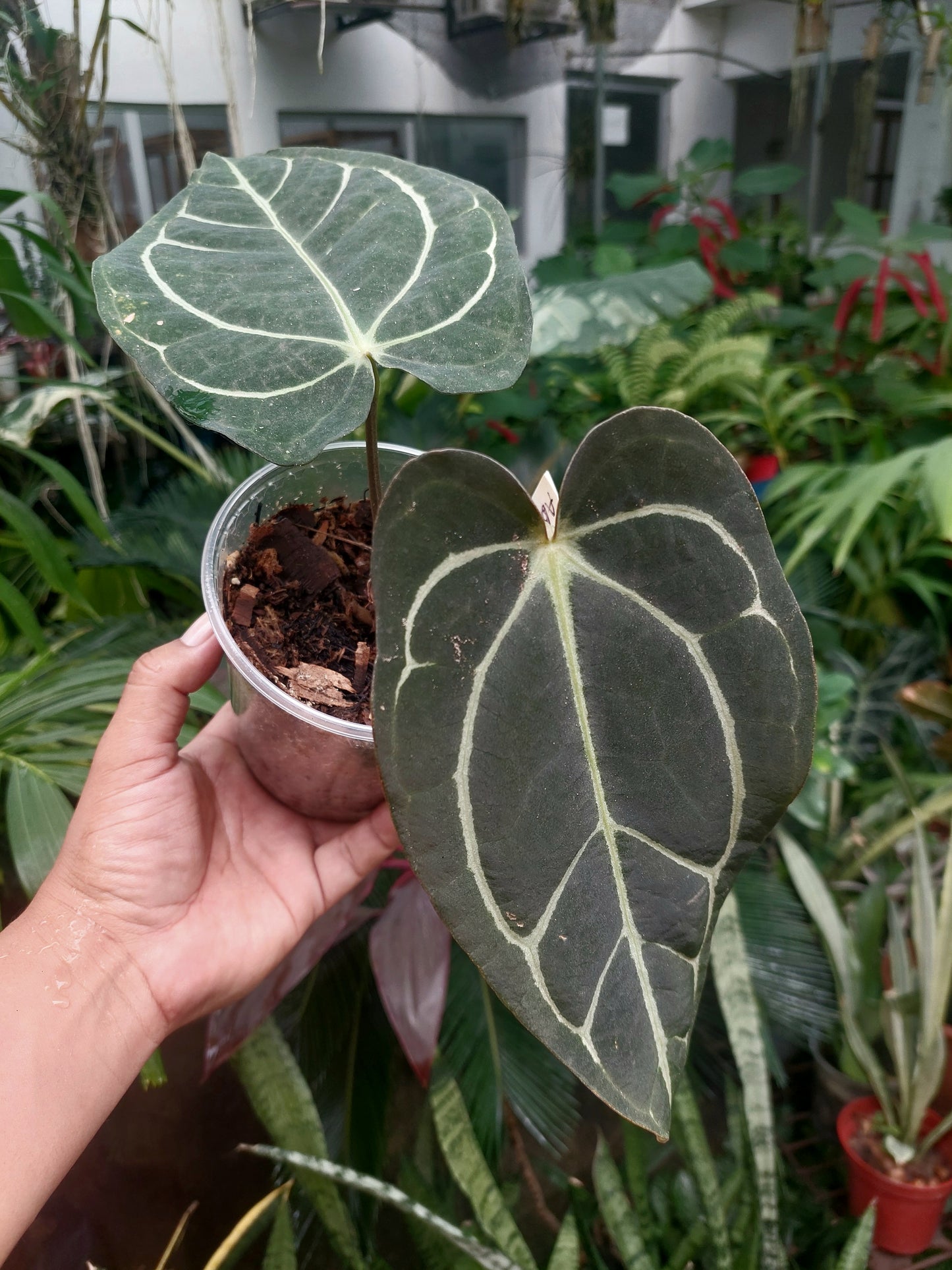 Anthurium Carlablackiae SLIM type 2 Leaves Wild Ecotype  (EXACT PLANT)