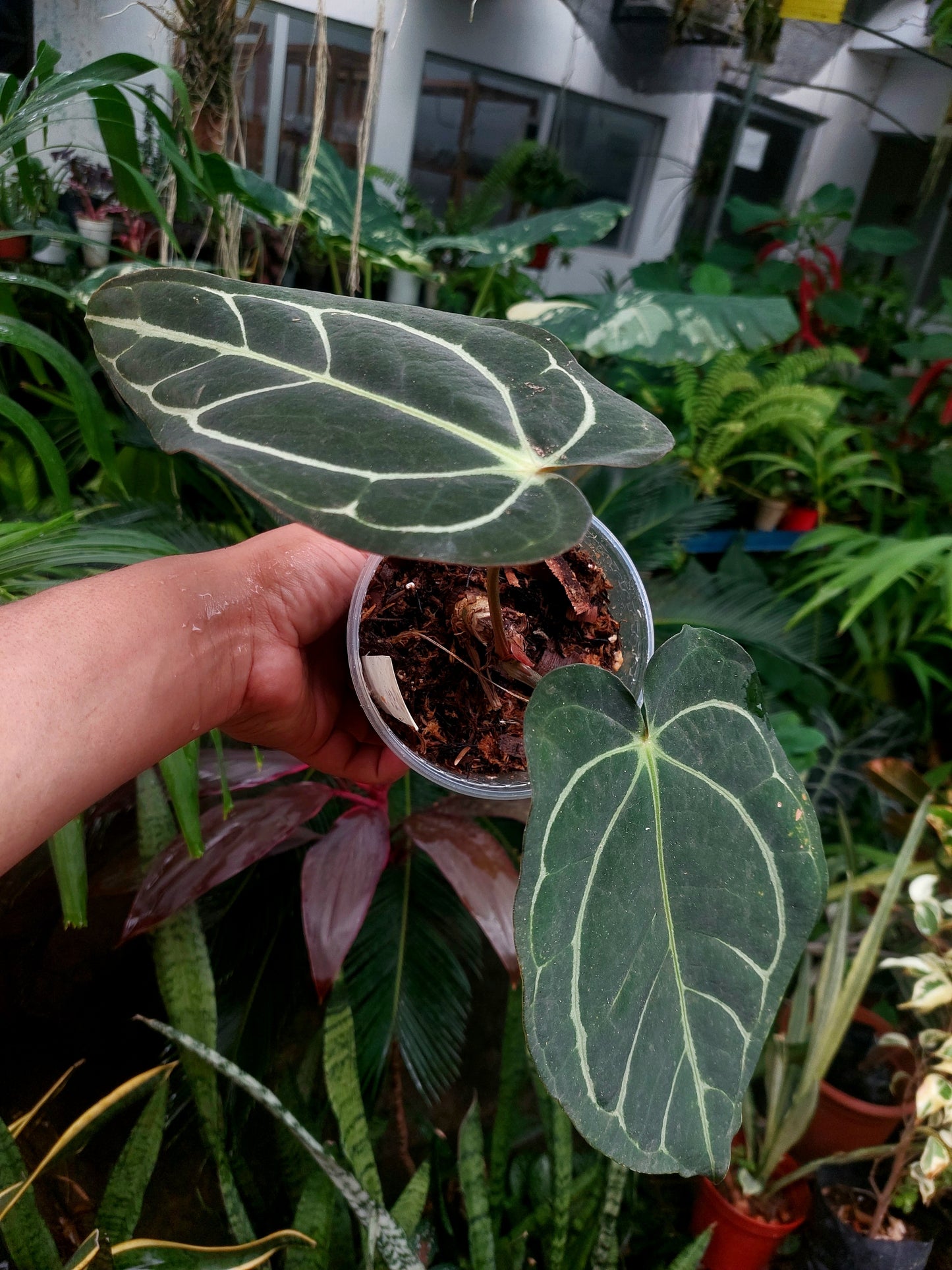 Anthurium Carlablackiae SLIM type 2 Leaves Wild Ecotype  (EXACT PLANT)