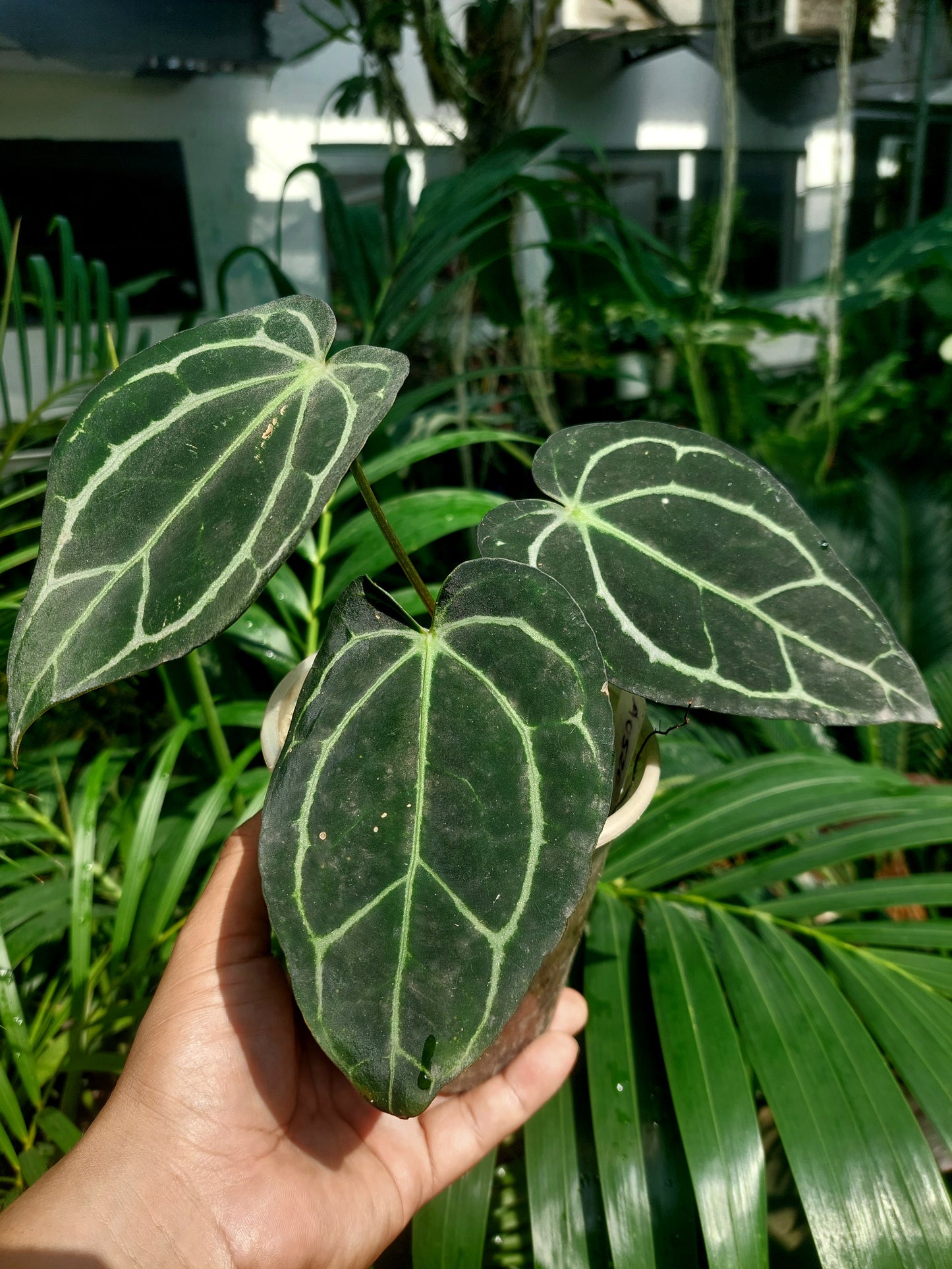 Anthurium Carlablackiae Wild Ecotype with 3 Leaves(EXACT PLANT)