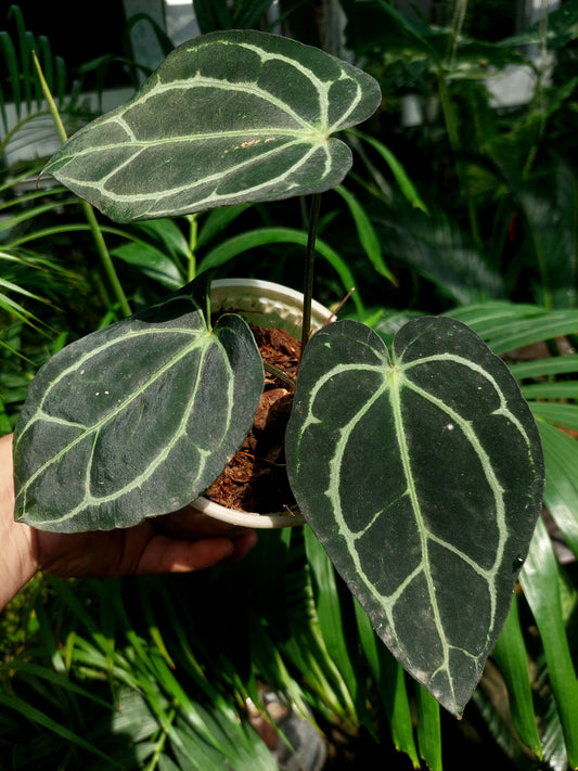 Anthurium Carlablackiae Wild Ecotype with 3 Leaves(EXACT PLANT)