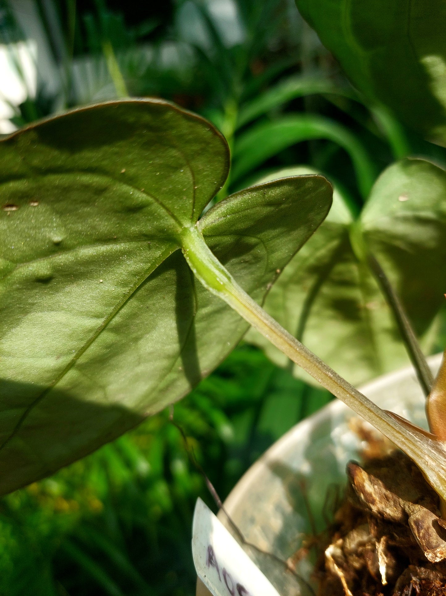 Anthurium Carlablackiae Wild Ecotype with 3 Leaves(EXACT PLANT)