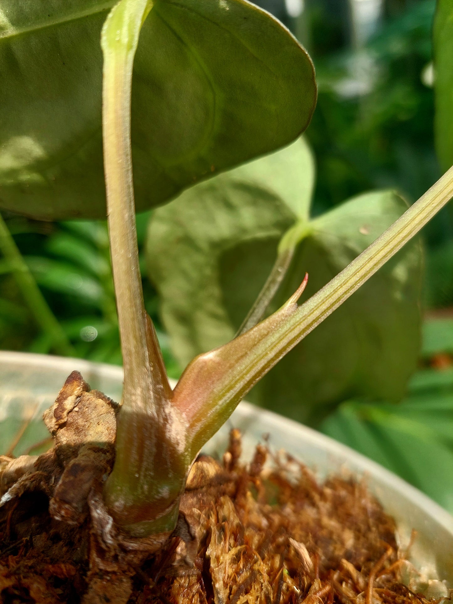 Anthurium Carlablackiae Wild Ecotype with 3 Leaves(EXACT PLANT)