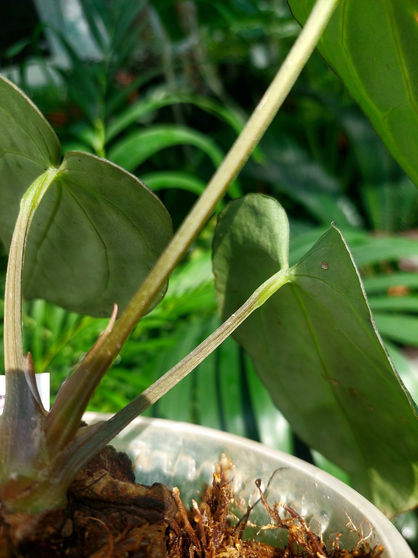 Anthurium Carlablackiae Wild Ecotype with 3 Leaves(EXACT PLANT)