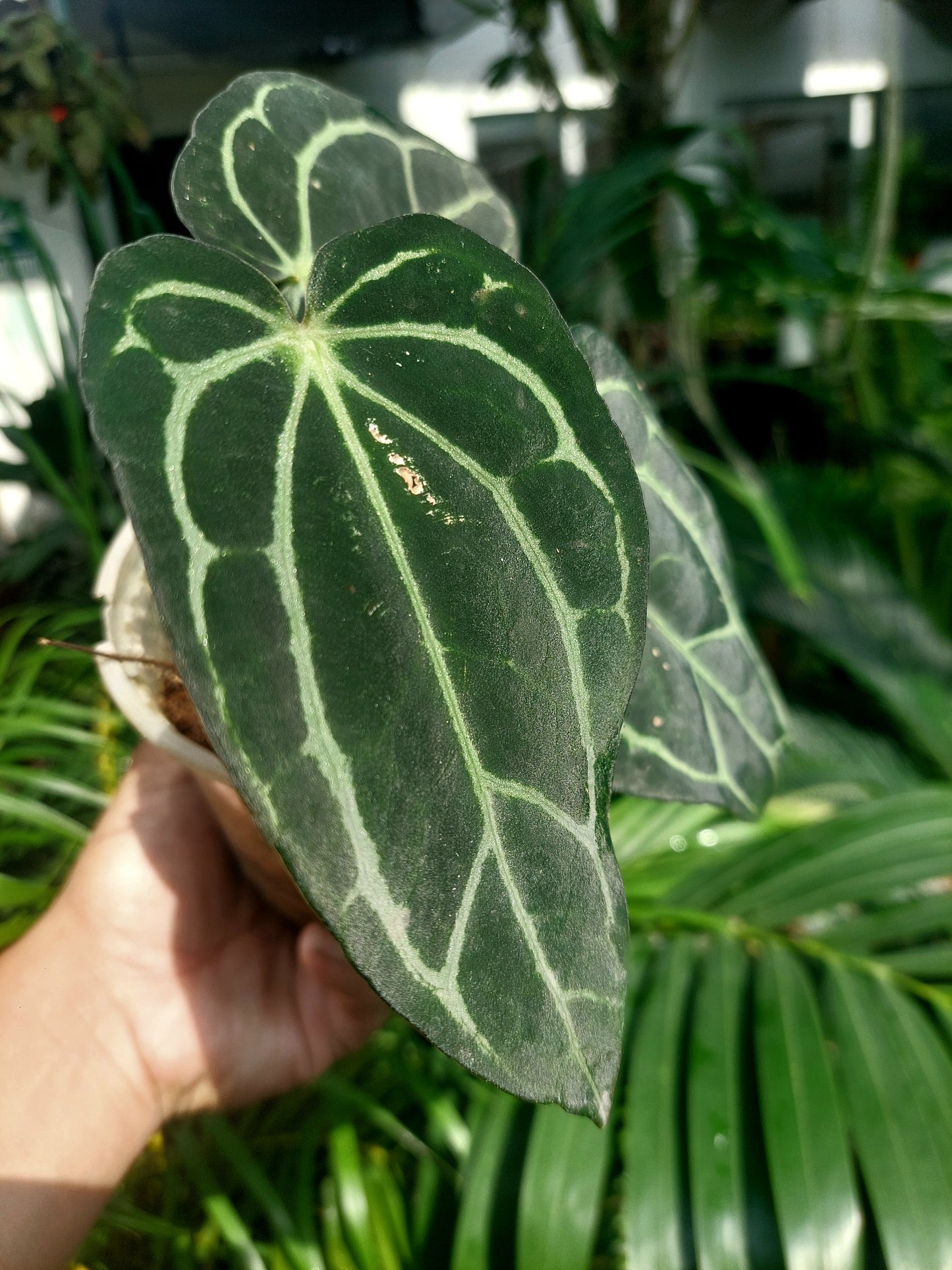 Anthurium Carlablackiae Wild Ecotype with 3 Leaves(EXACT PLANT)