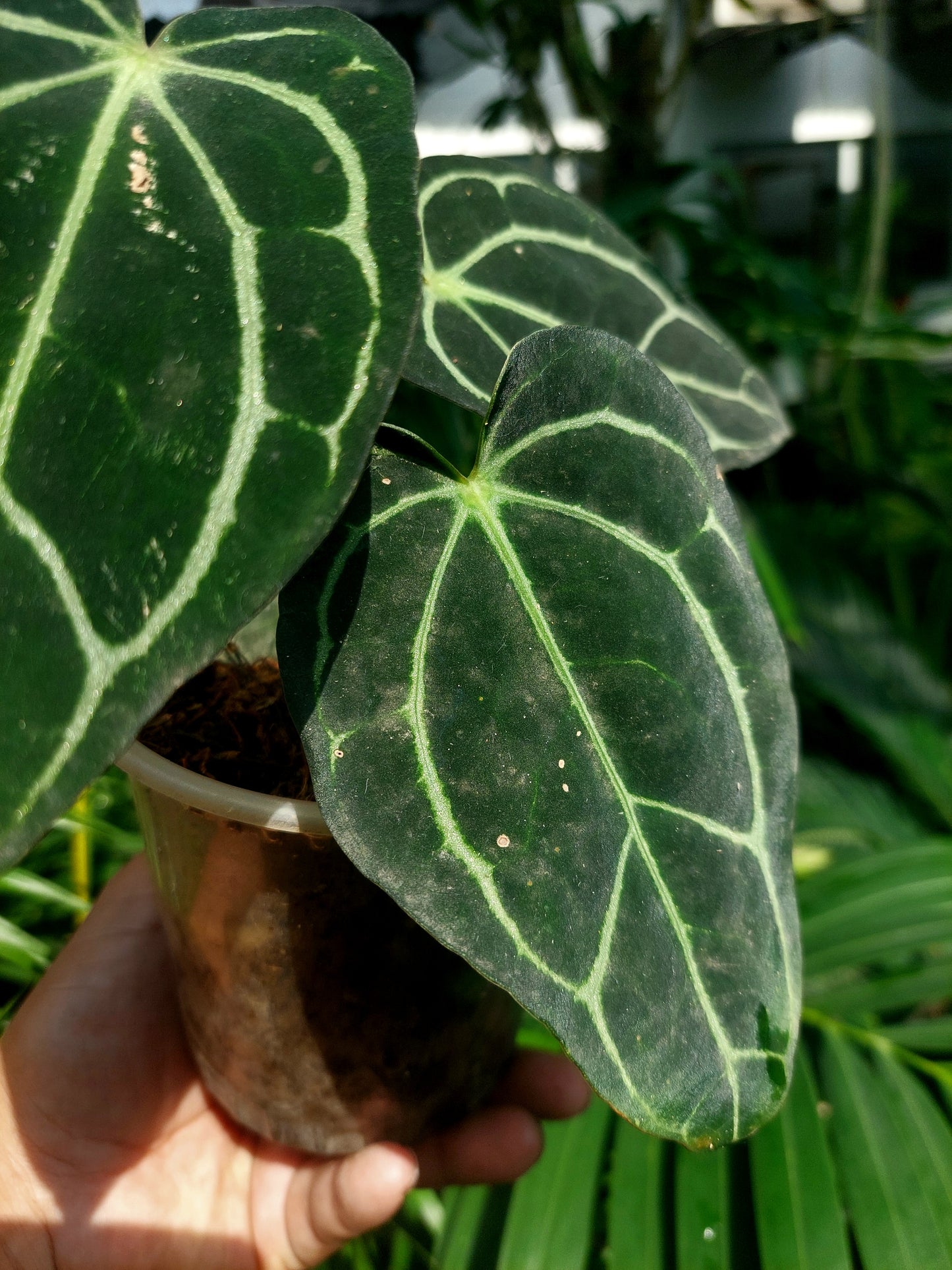 Anthurium Carlablackiae Wild Ecotype with 3 Leaves(EXACT PLANT)