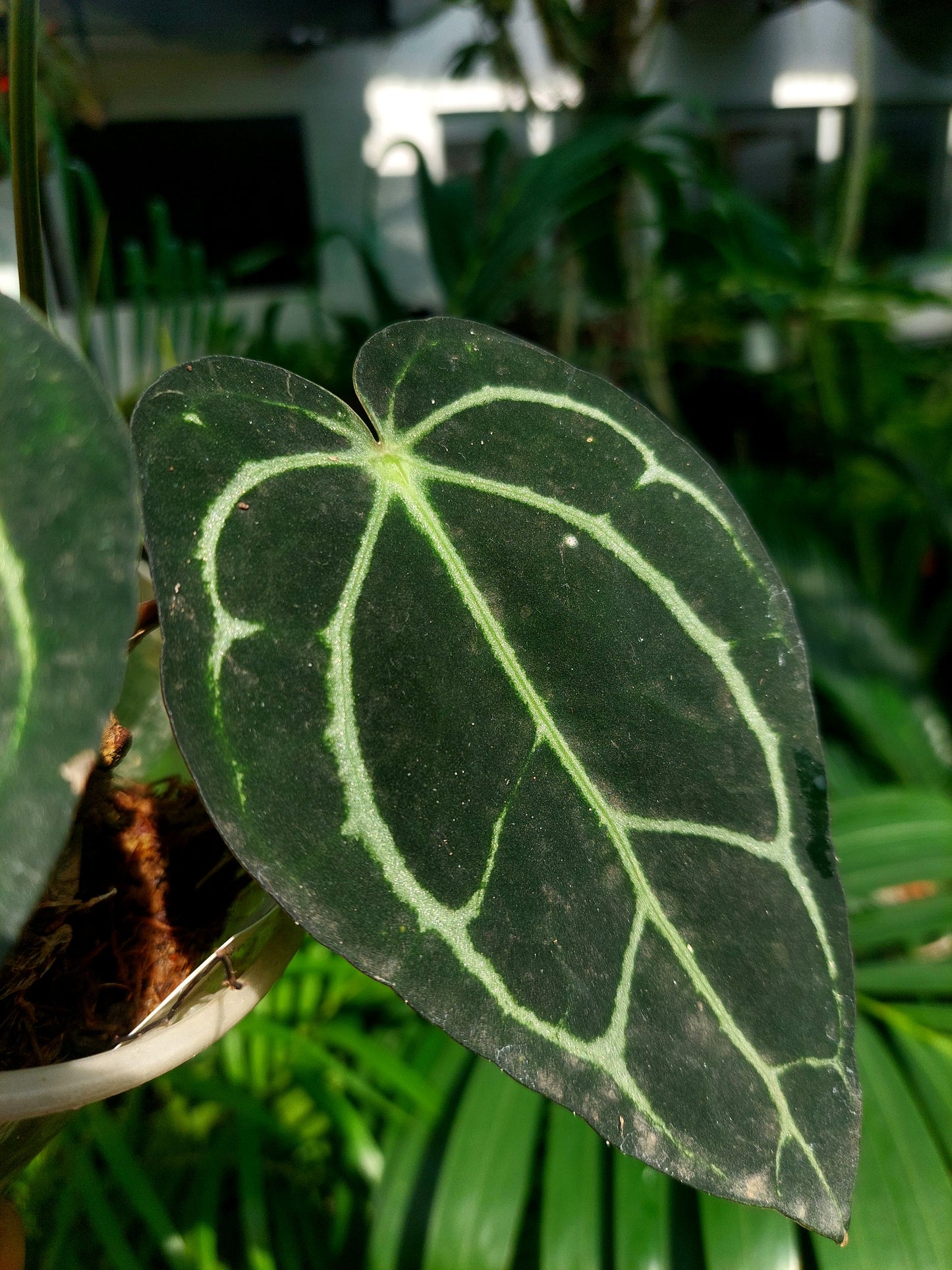 Anthurium Carlablackiae Wild Ecotype with 3 Leaves(EXACT PLANT)