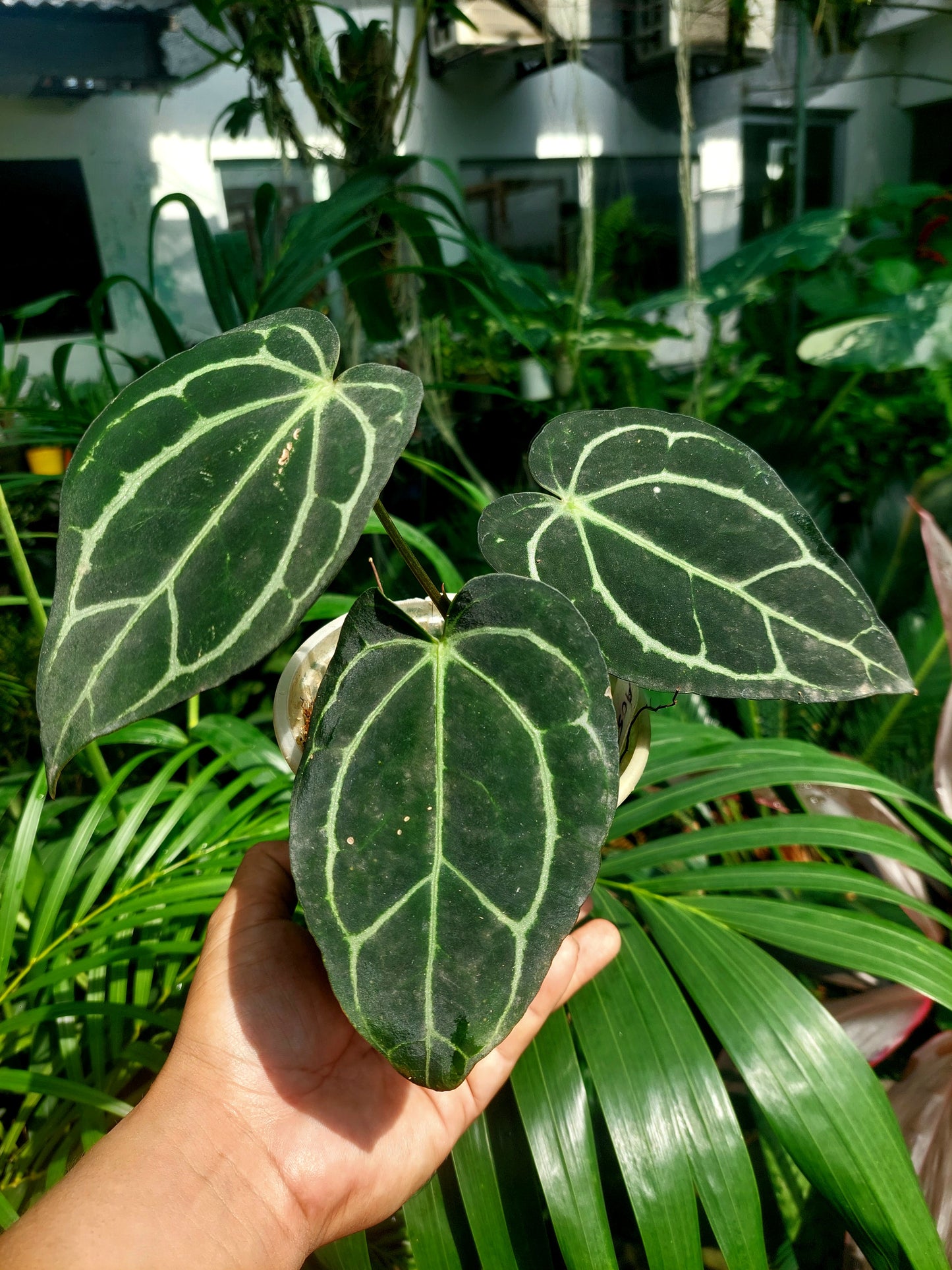 Anthurium Carlablackiae Wild Ecotype with 3 Leaves(EXACT PLANT)