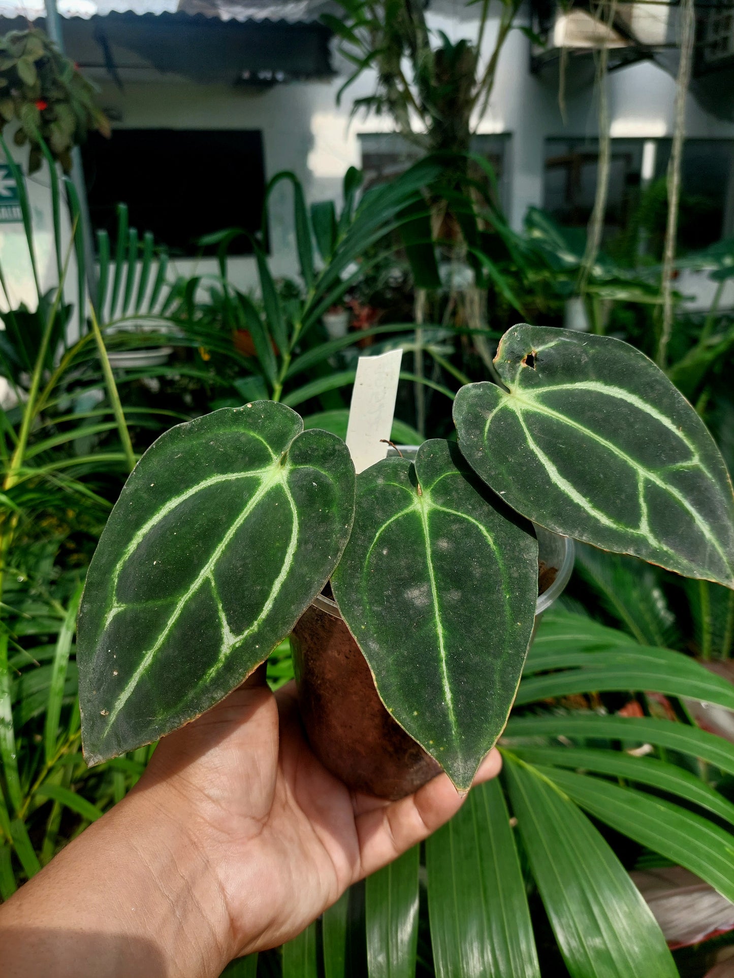 Anthurium Carlablackiae Wild Ecotype with 3 Leaves(EXACT PLANT)