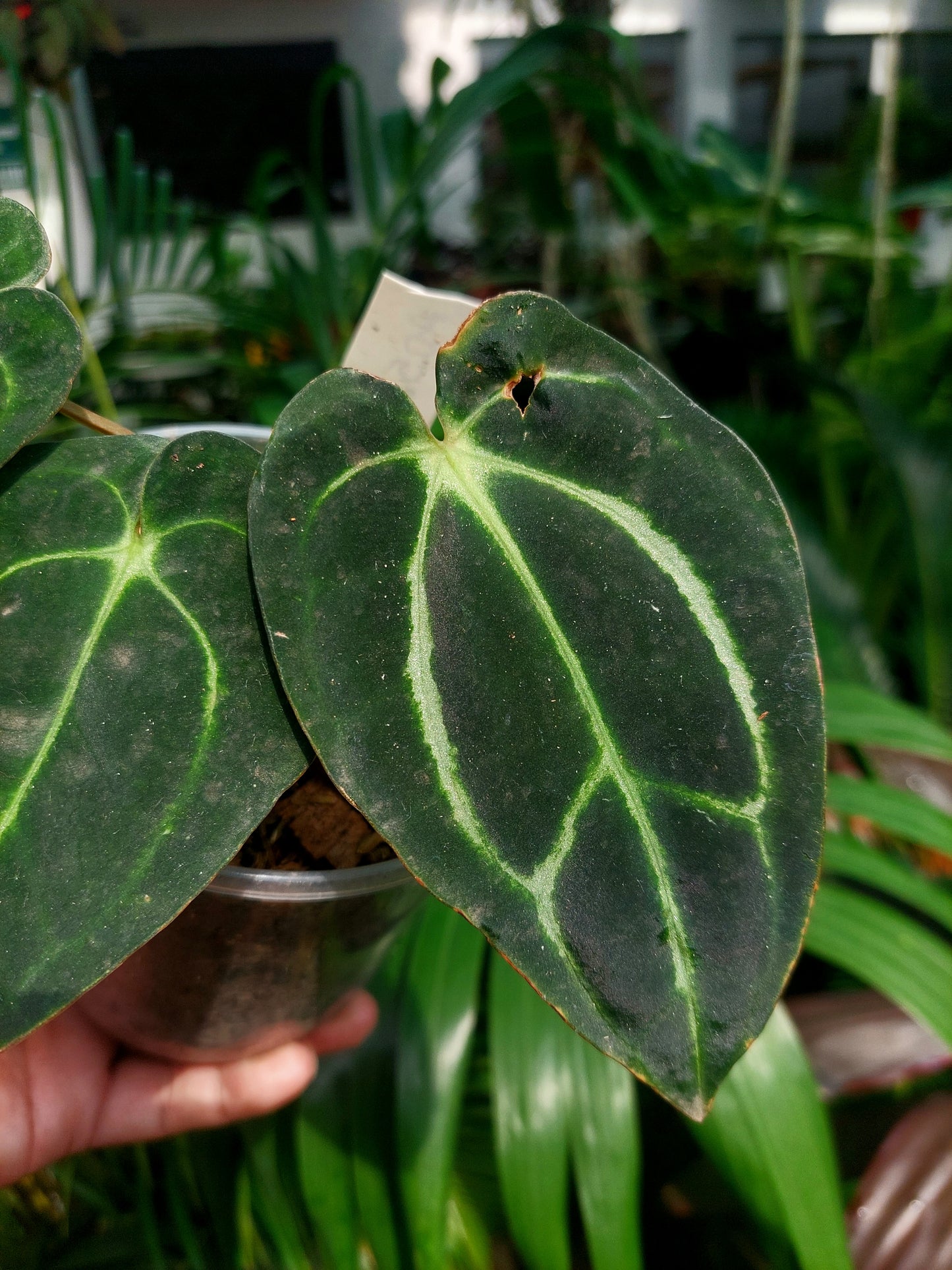 Anthurium Carlablackiae Wild Ecotype with 3 Leaves(EXACT PLANT)