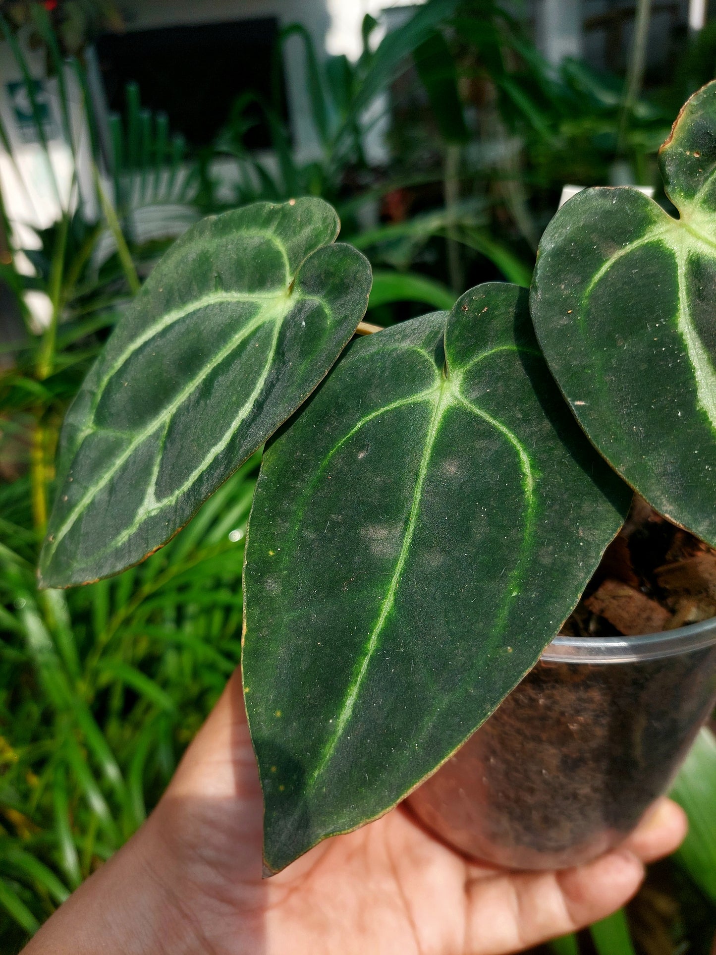 Anthurium Carlablackiae Wild Ecotype with 3 Leaves(EXACT PLANT)