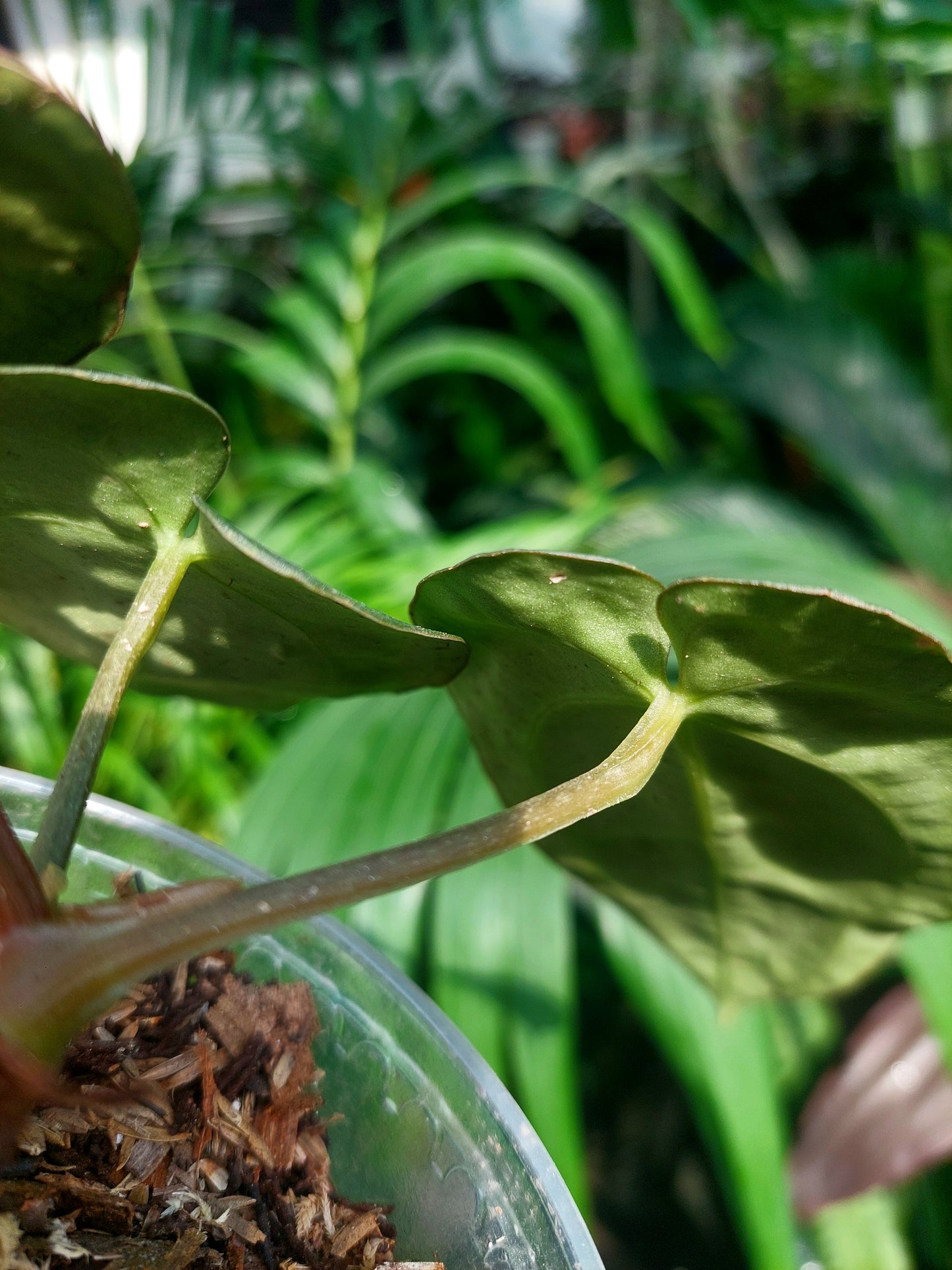 Anthurium Carlablackiae Wild Ecotype with 3 Leaves(EXACT PLANT)