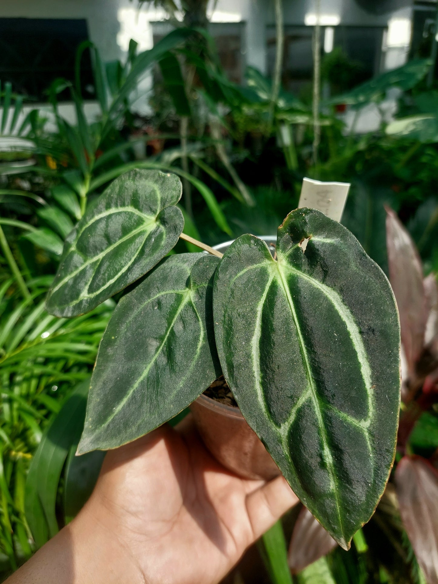 Anthurium Carlablackiae Wild Ecotype with 3 Leaves(EXACT PLANT)