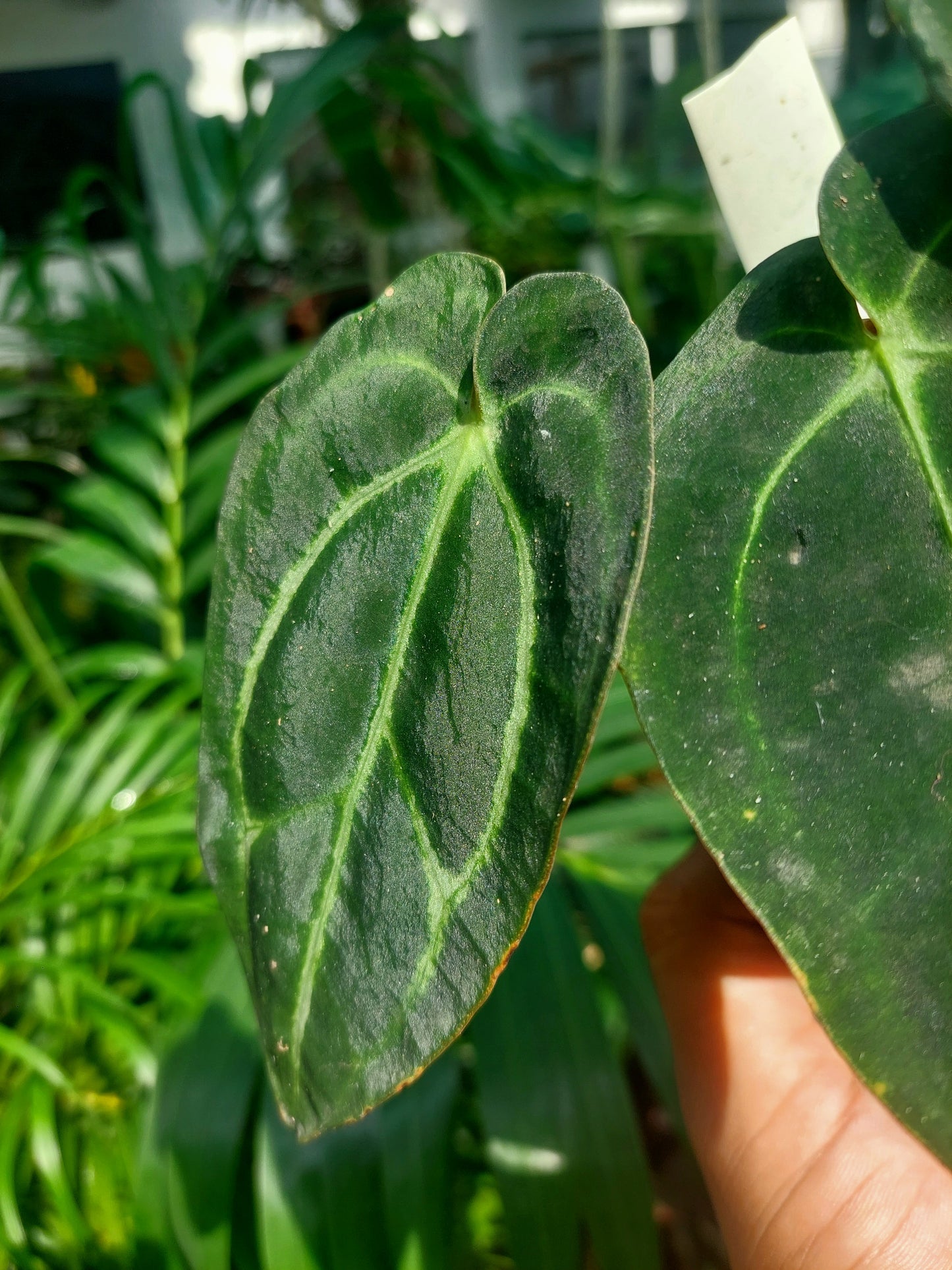 Anthurium Carlablackiae Wild Ecotype with 3 Leaves(EXACT PLANT)