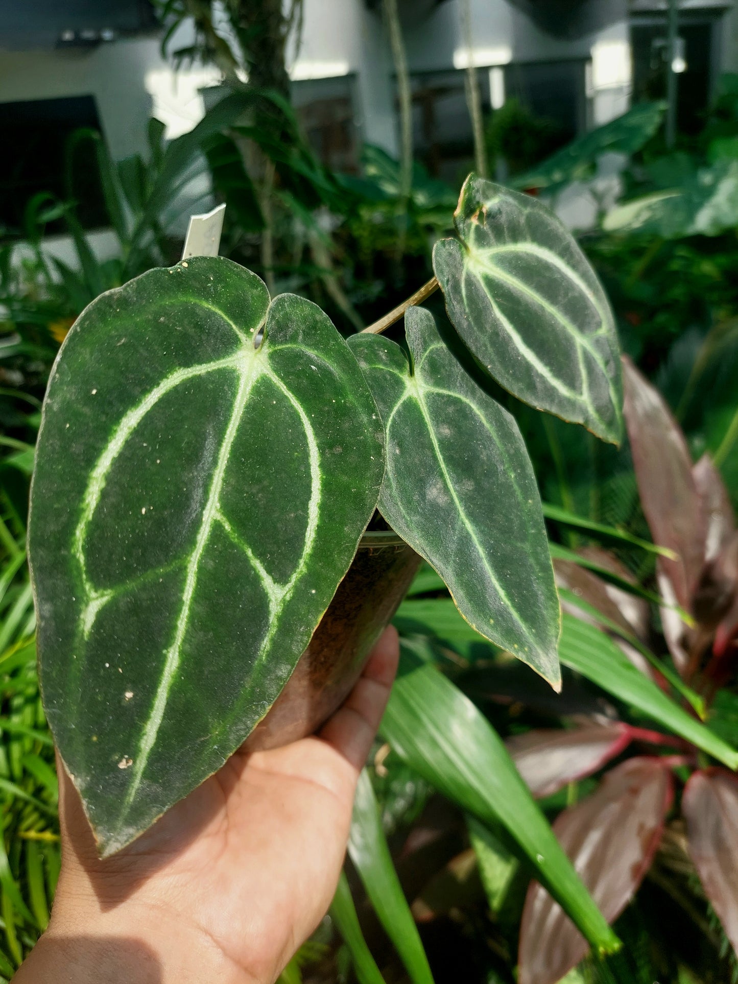 Anthurium Carlablackiae Wild Ecotype with 3 Leaves(EXACT PLANT)