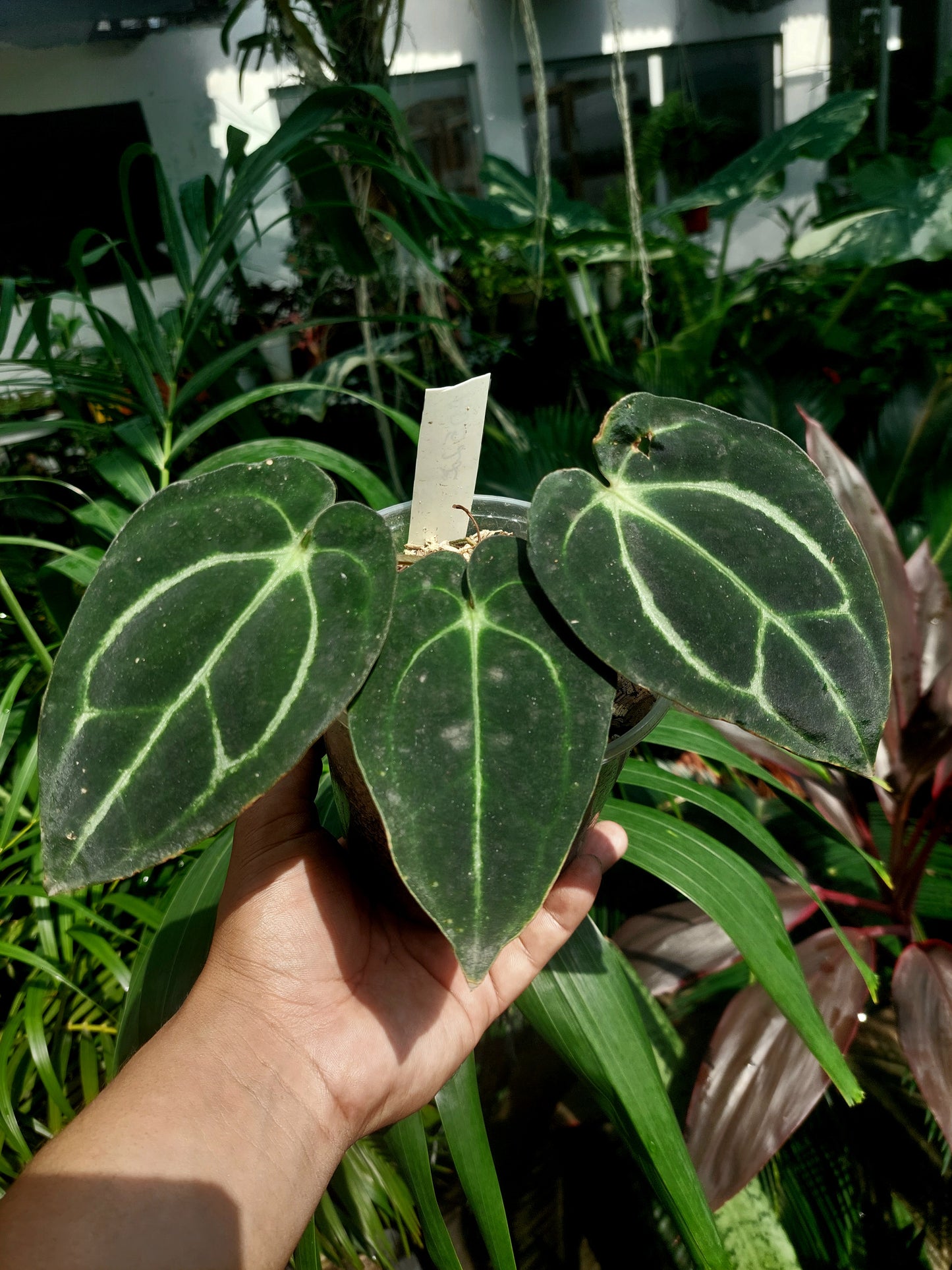 Anthurium Carlablackiae Wild Ecotype with 3 Leaves(EXACT PLANT)