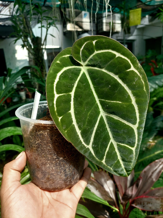 Anthurium Carlablackiae Wild Ecotype (EXACT PLANT)