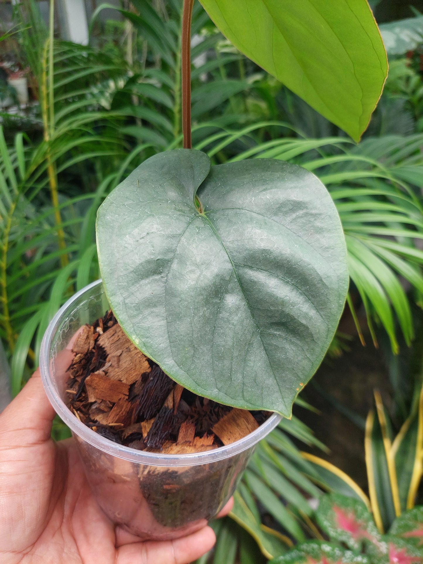 Anthurium sp. Silver Peru 2 Leaves (EXACT PLANT)