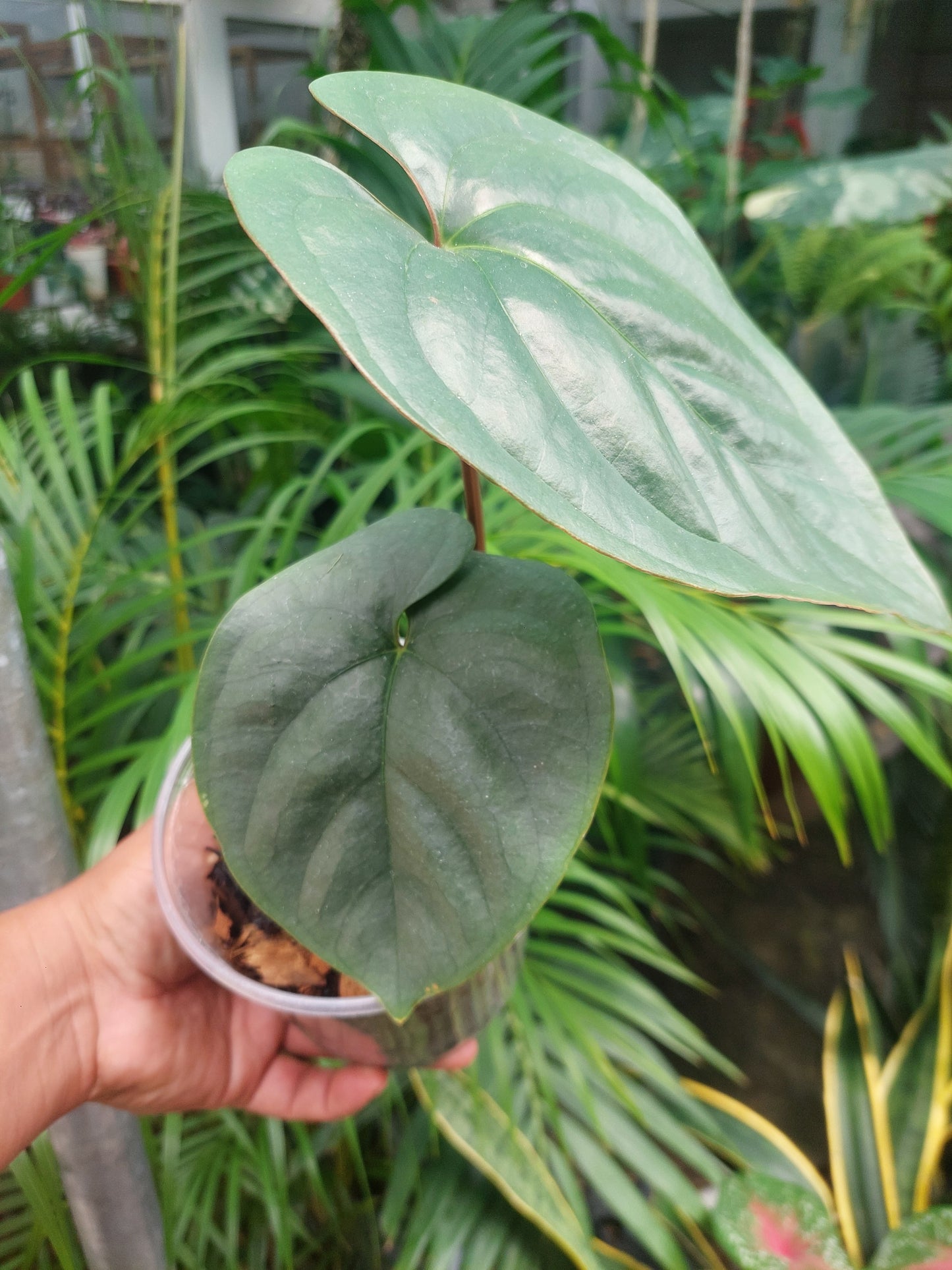 Anthurium sp. Silver Peru 2 Leaves (EXACT PLANT)