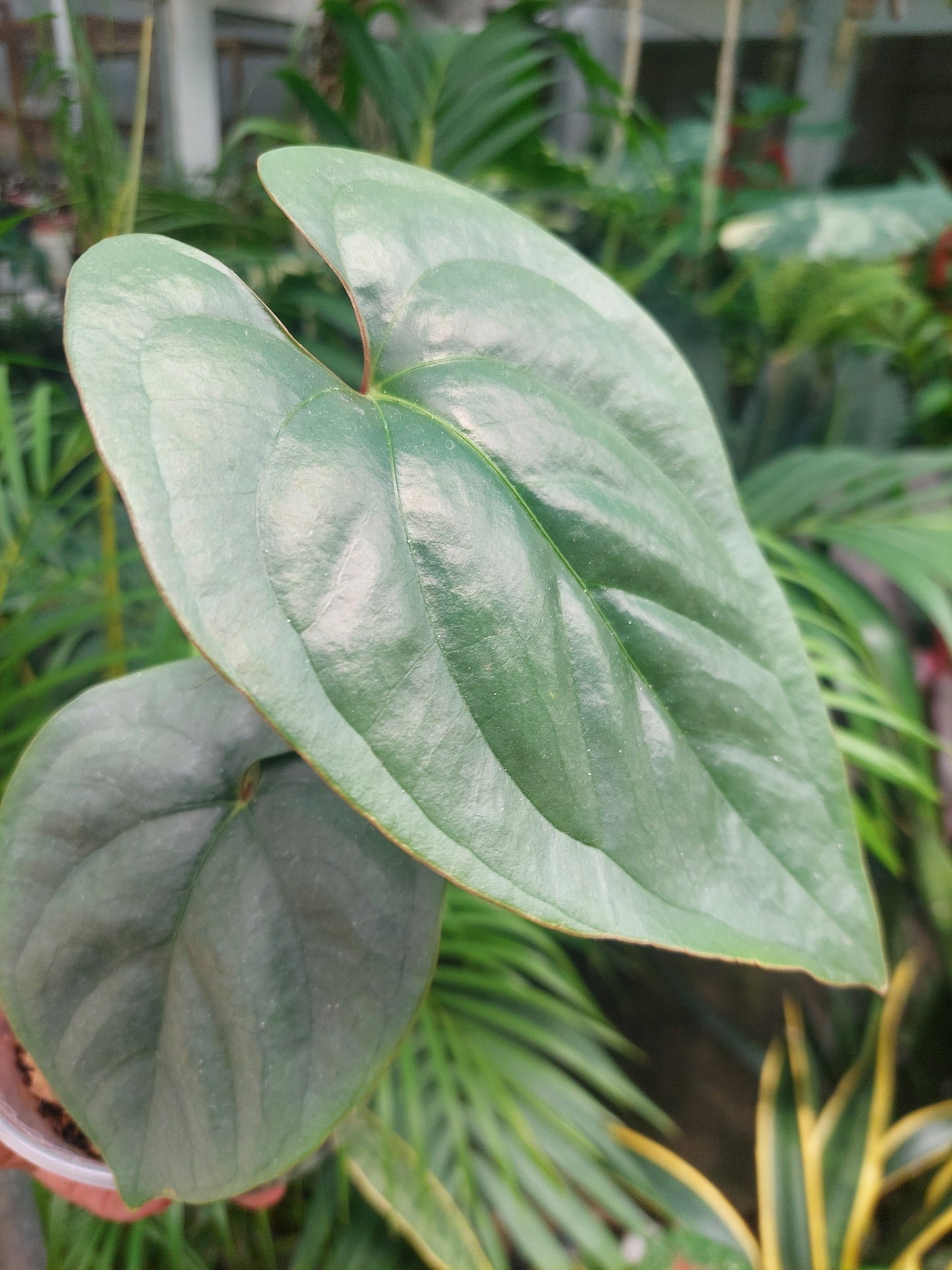 Anthurium sp. Silver Peru 2 Leaves (EXACT PLANT)