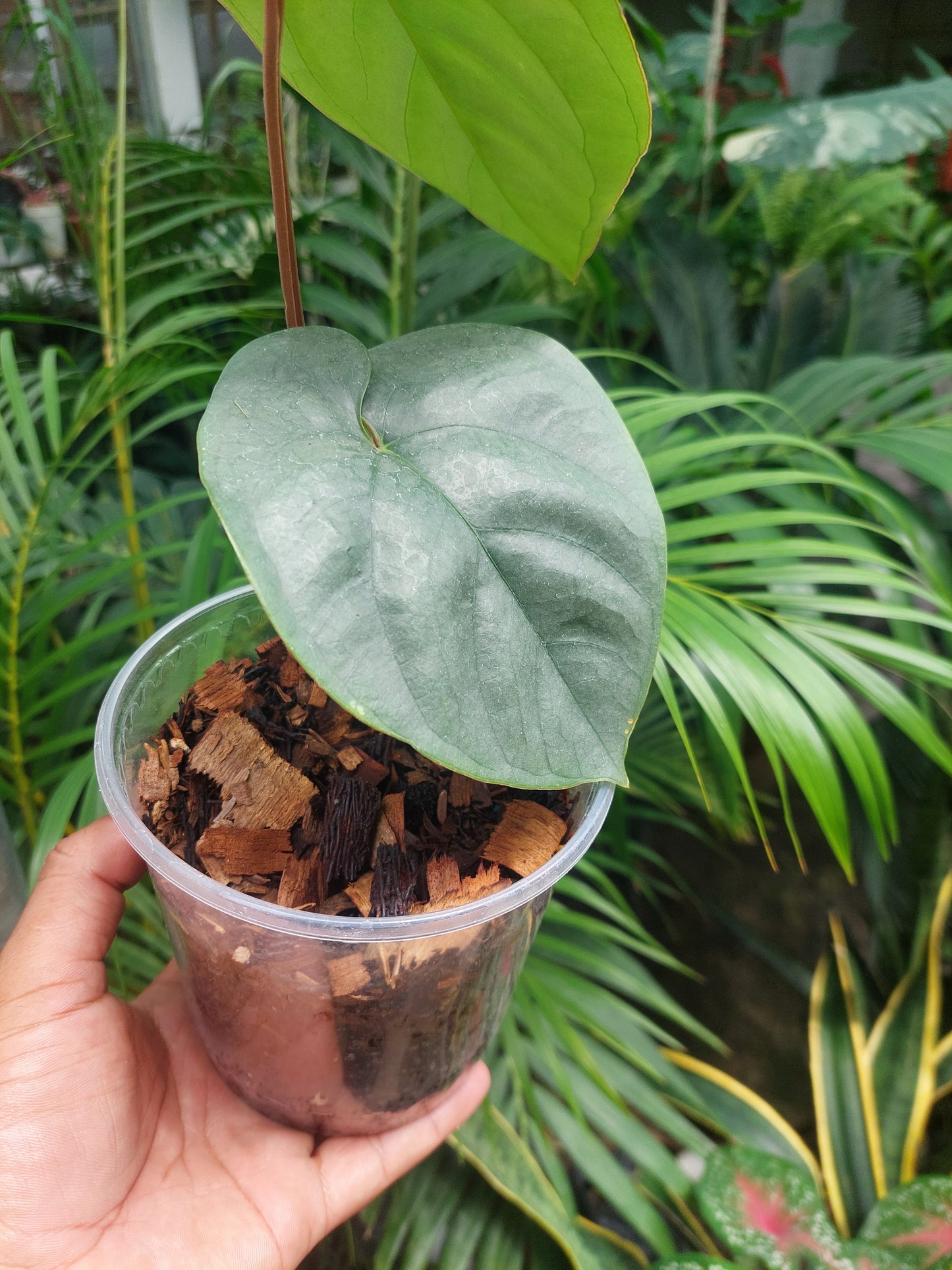 Anthurium sp. Silver Peru 2 Leaves (EXACT PLANT)