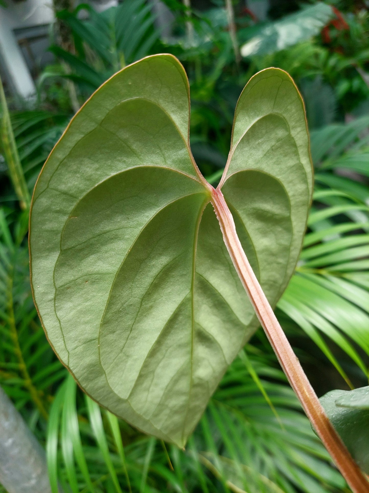 Anthurium sp. Silver Peru 2 Leaves (EXACT PLANT)