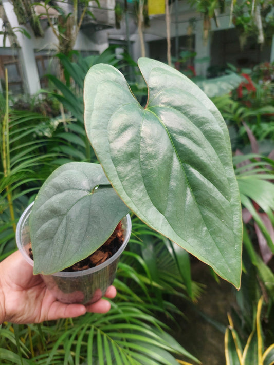 Anthurium sp. Silver Peru 2 Leaves (EXACT PLANT)