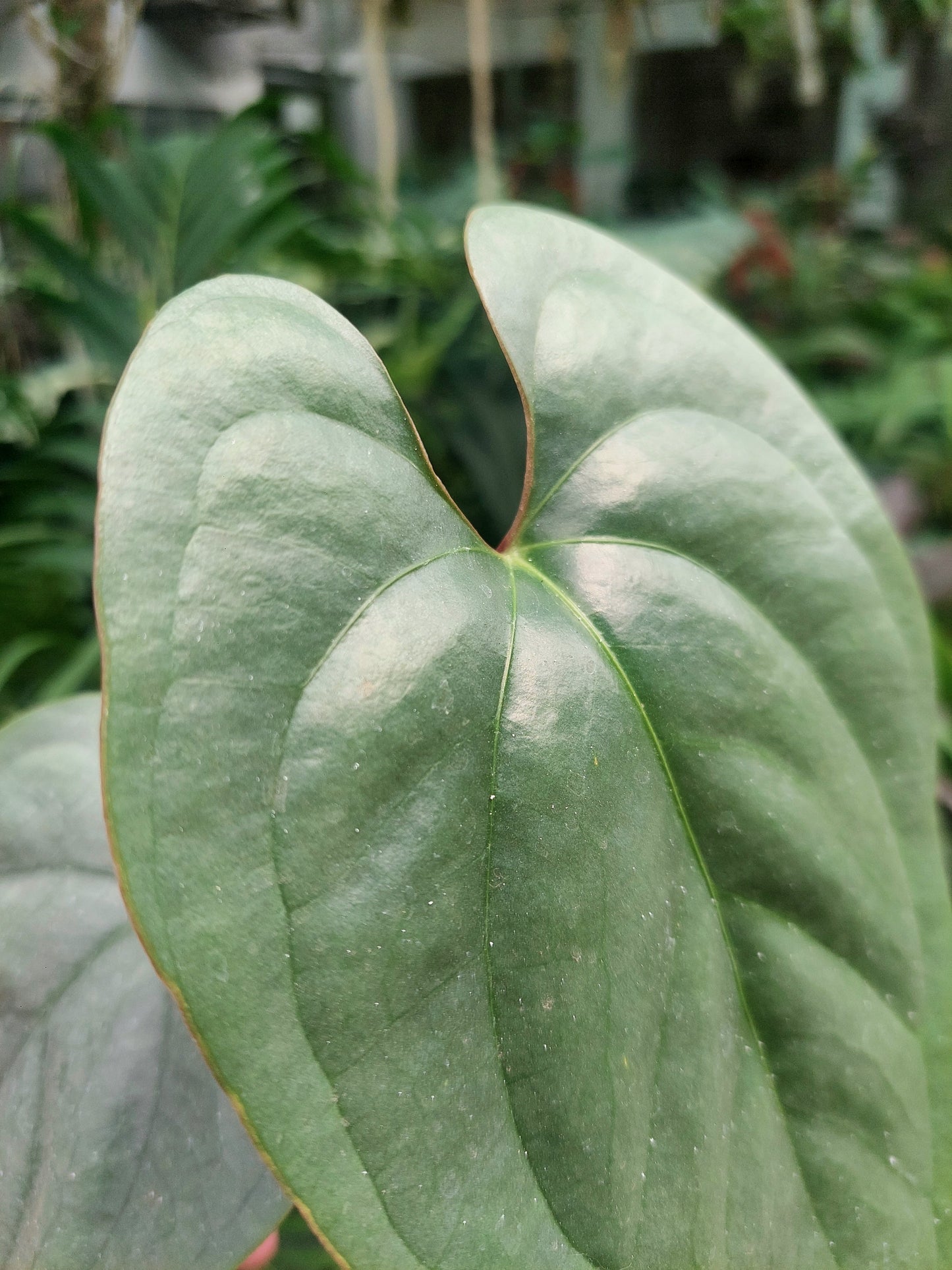 Anthurium sp. Silver Peru 2 Leaves (EXACT PLANT)