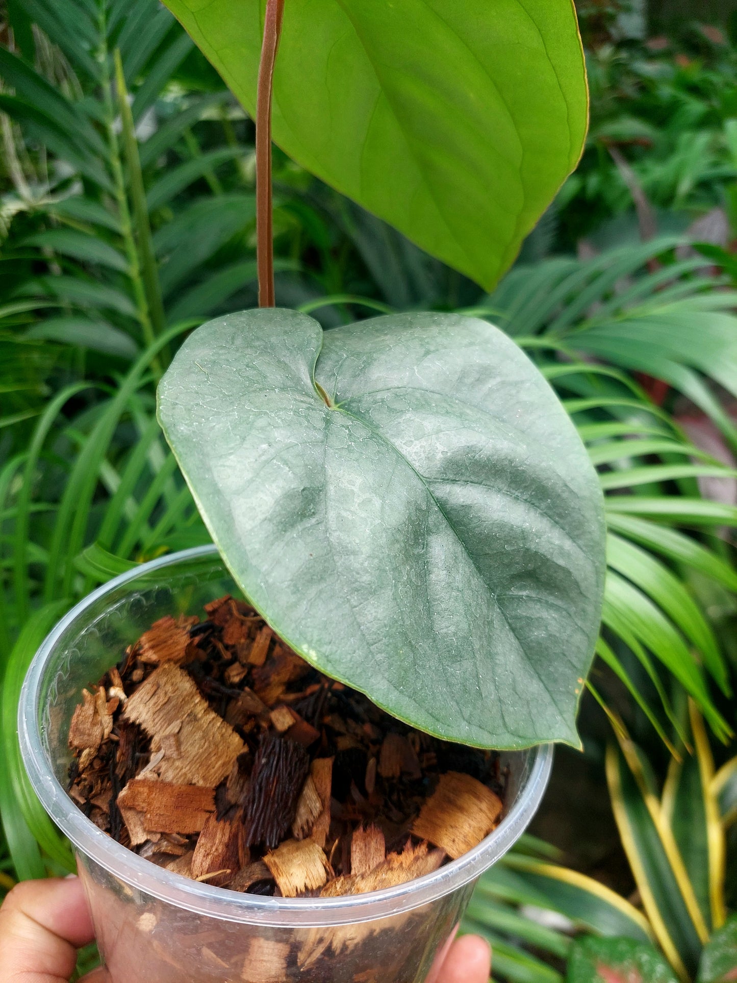 Anthurium sp. Silver Peru 2 Leaves (EXACT PLANT)