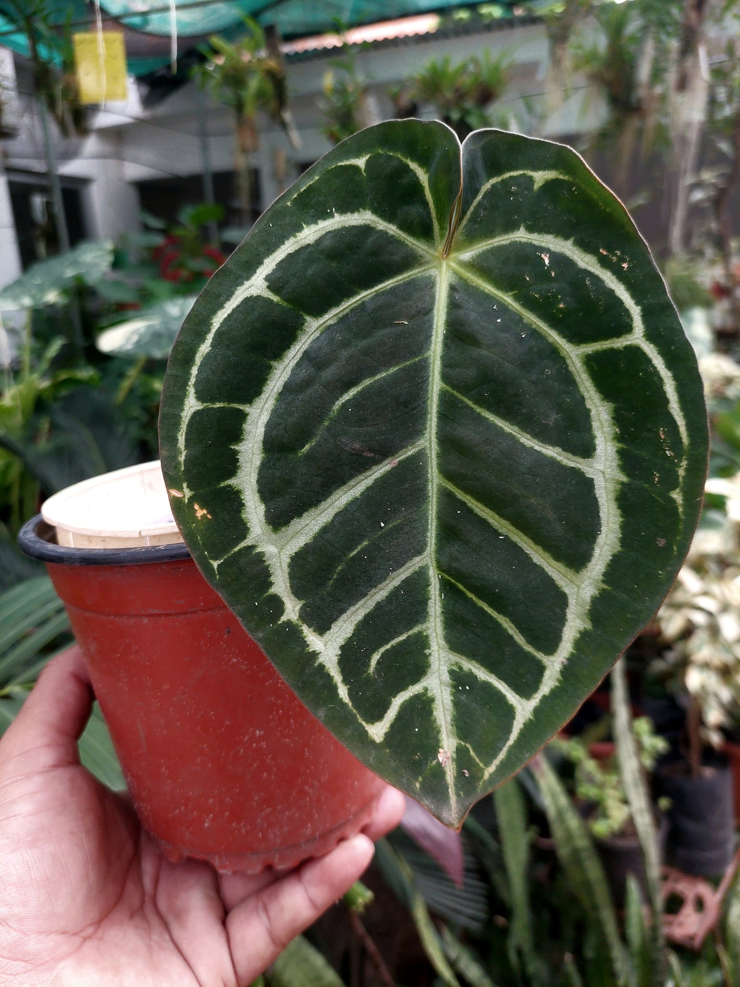 Anthurium Carlablackiae Wild Ecotype Pure Specie (EXACT PLANT)