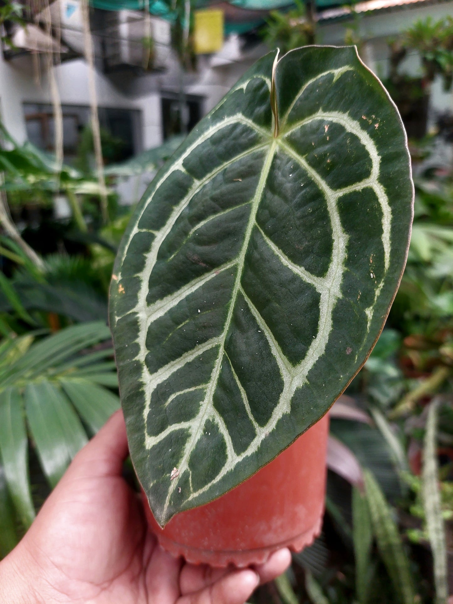 Anthurium Carlablackiae Wild Ecotype Pure Specie (EXACT PLANT)