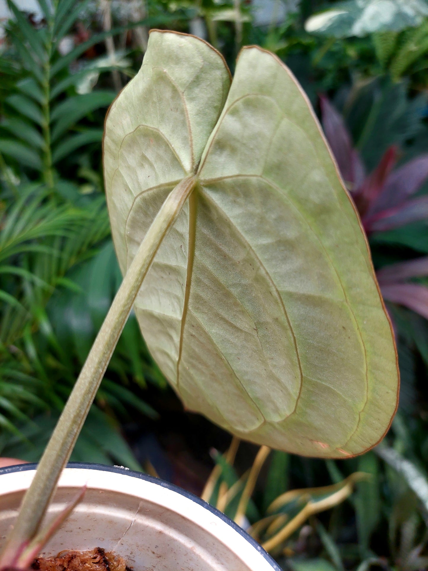 Anthurium Carlablackiae Wild Ecotype Pure Specie (EXACT PLANT)