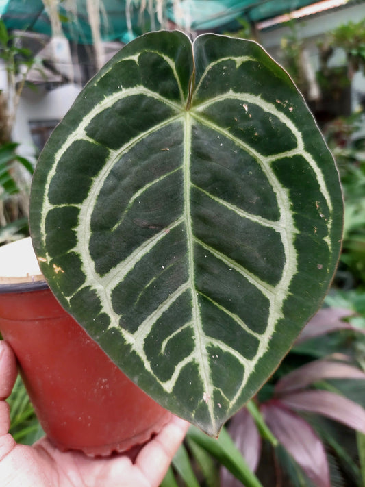 Anthurium Carlablackiae Wild Ecotype Pure Specie (EXACT PLANT)