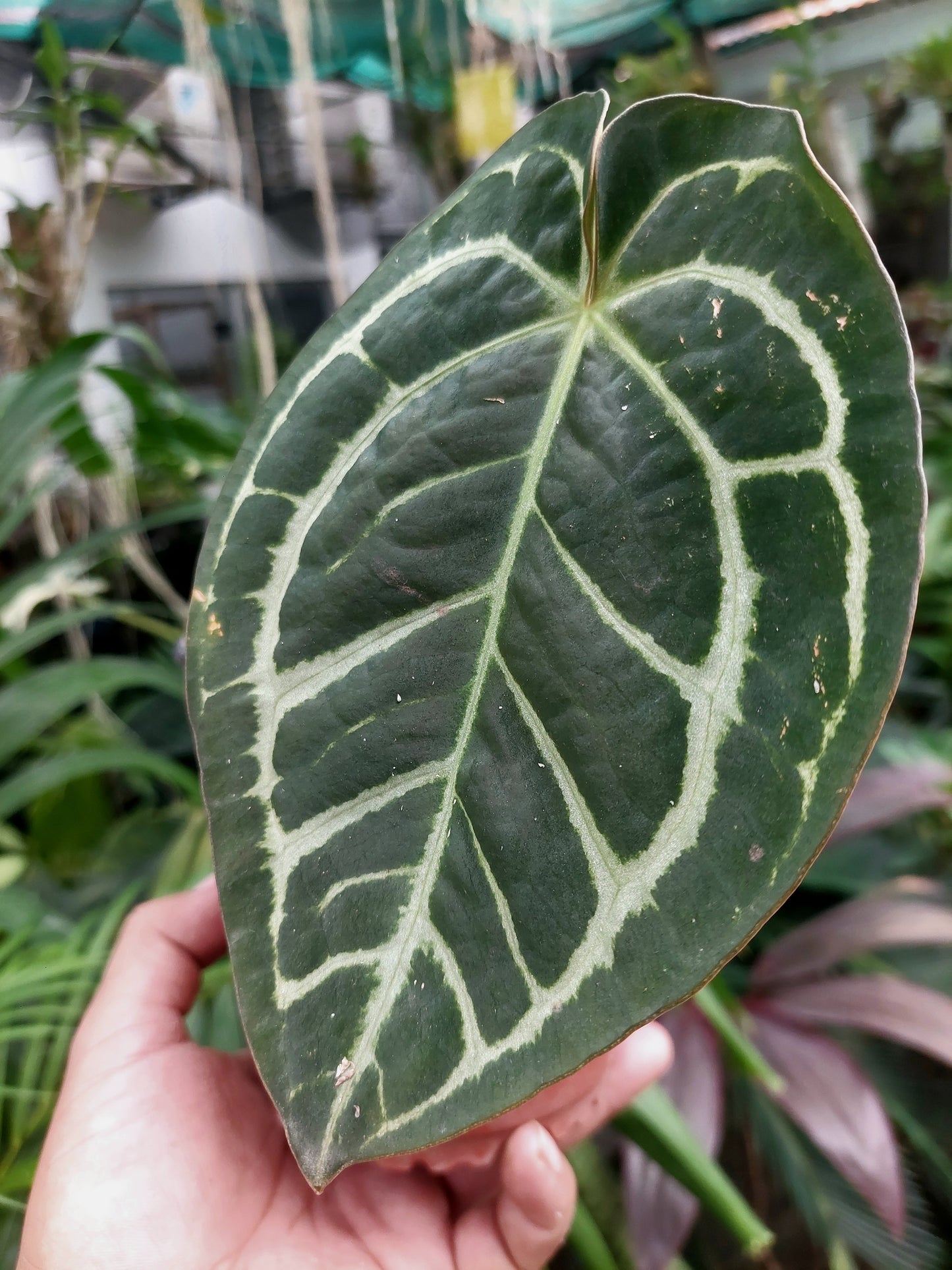 Anthurium Carlablackiae Wild Ecotype Pure Specie (EXACT PLANT)