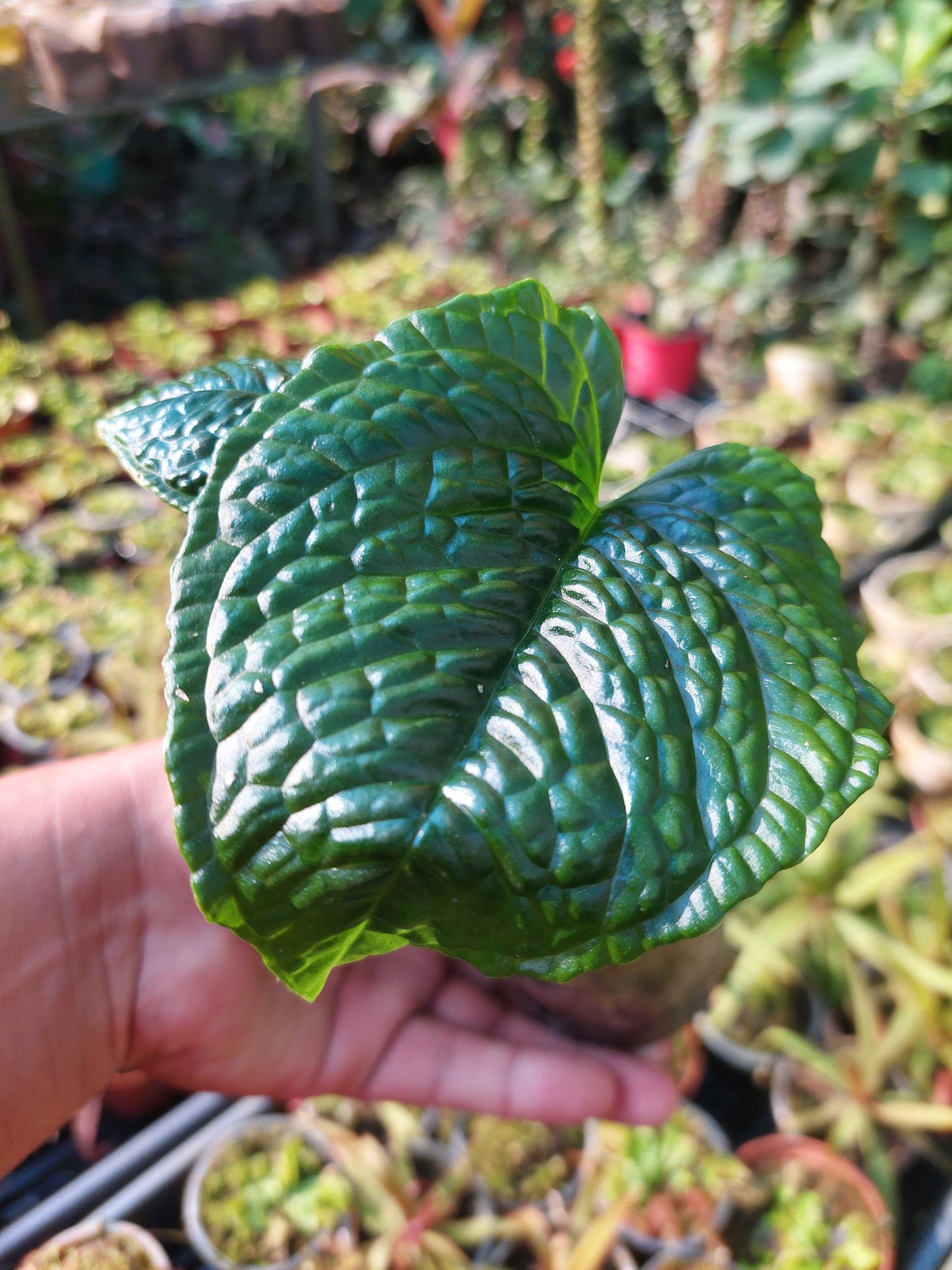 Anthurium Splendidum with 3 Leaves (EXACT PLANT)